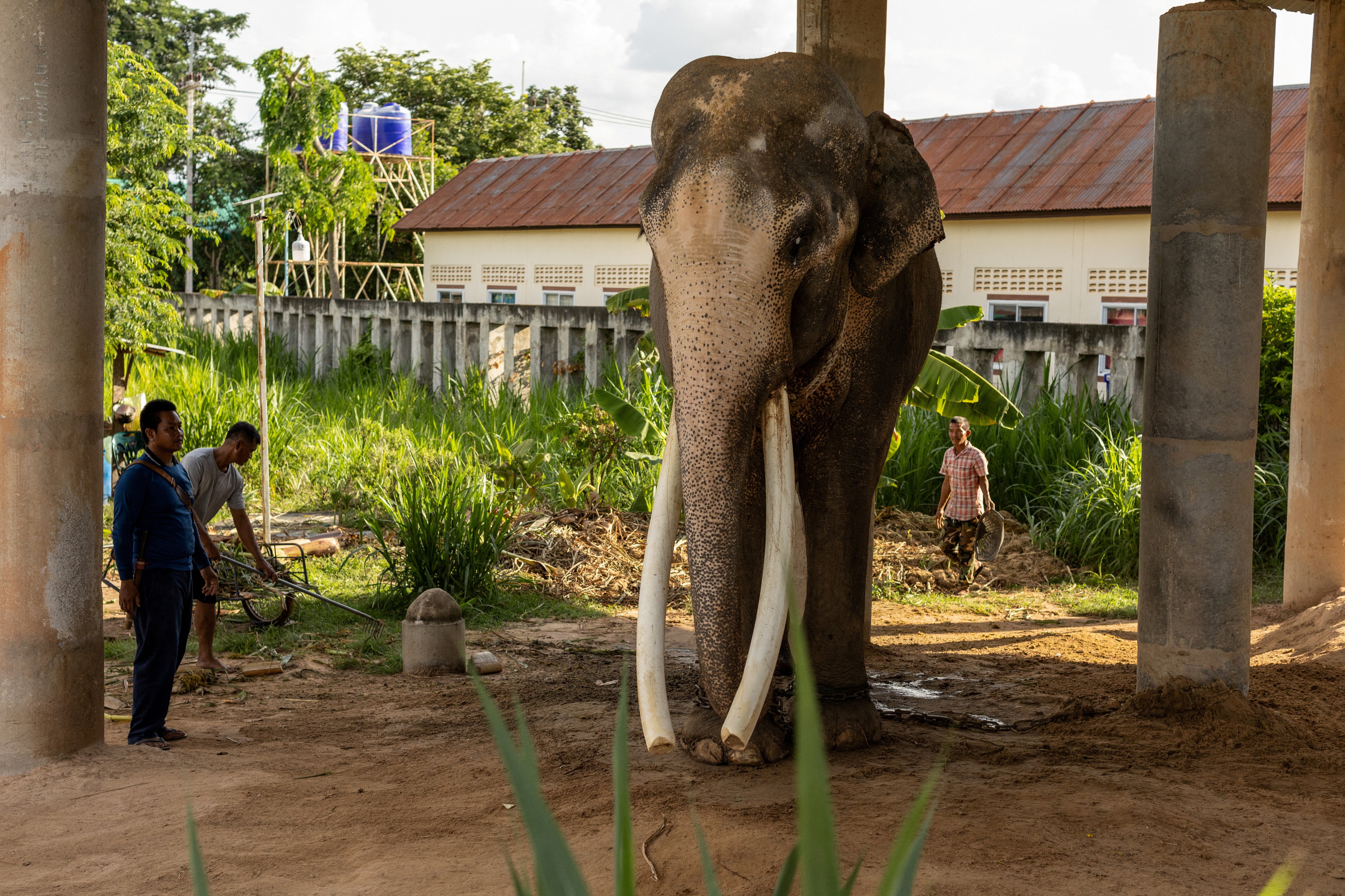 Mahouts with 53-year-old male elephant Thong Bai