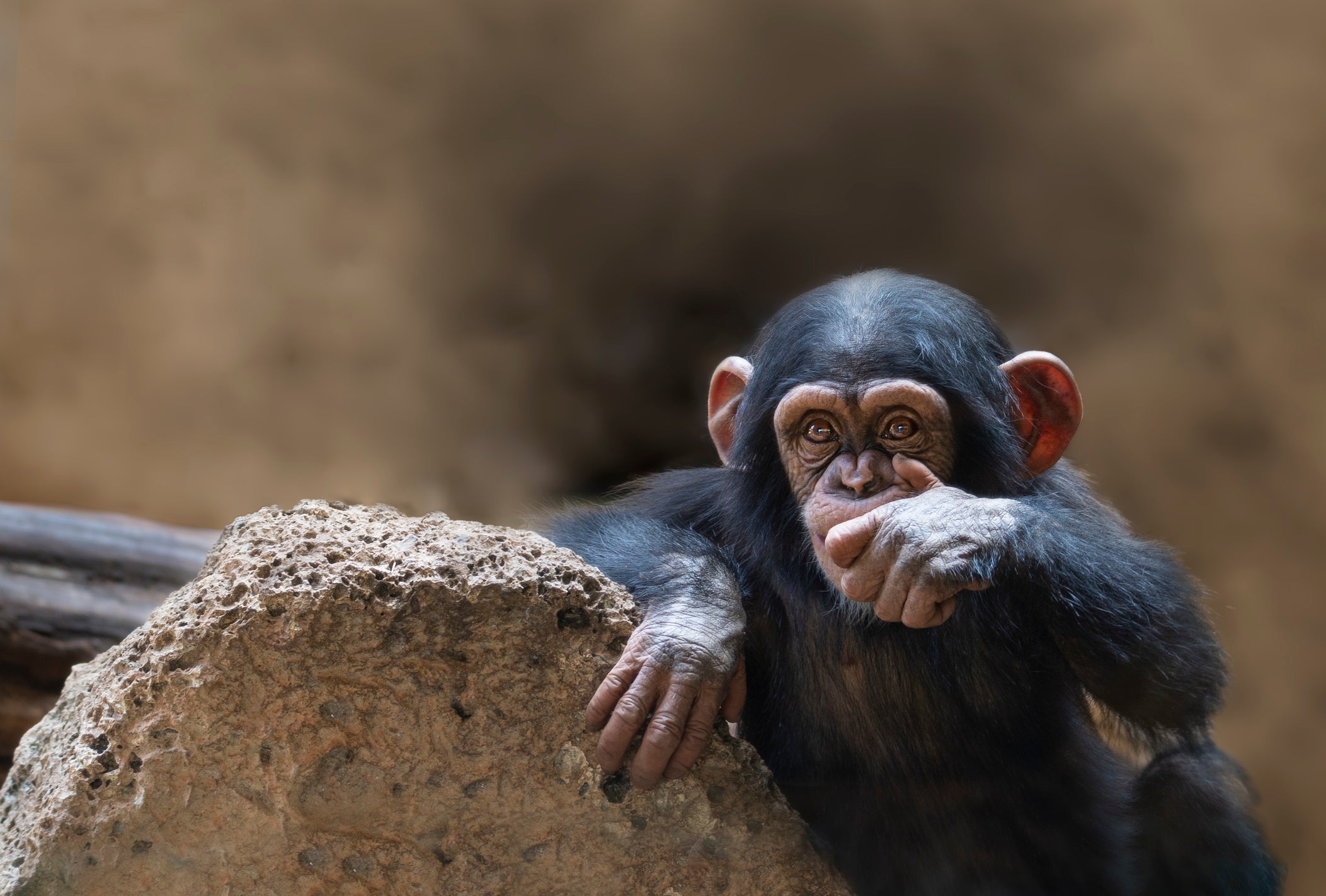 Three young chimpanzees have been snatched from a sanctuary in the DRC