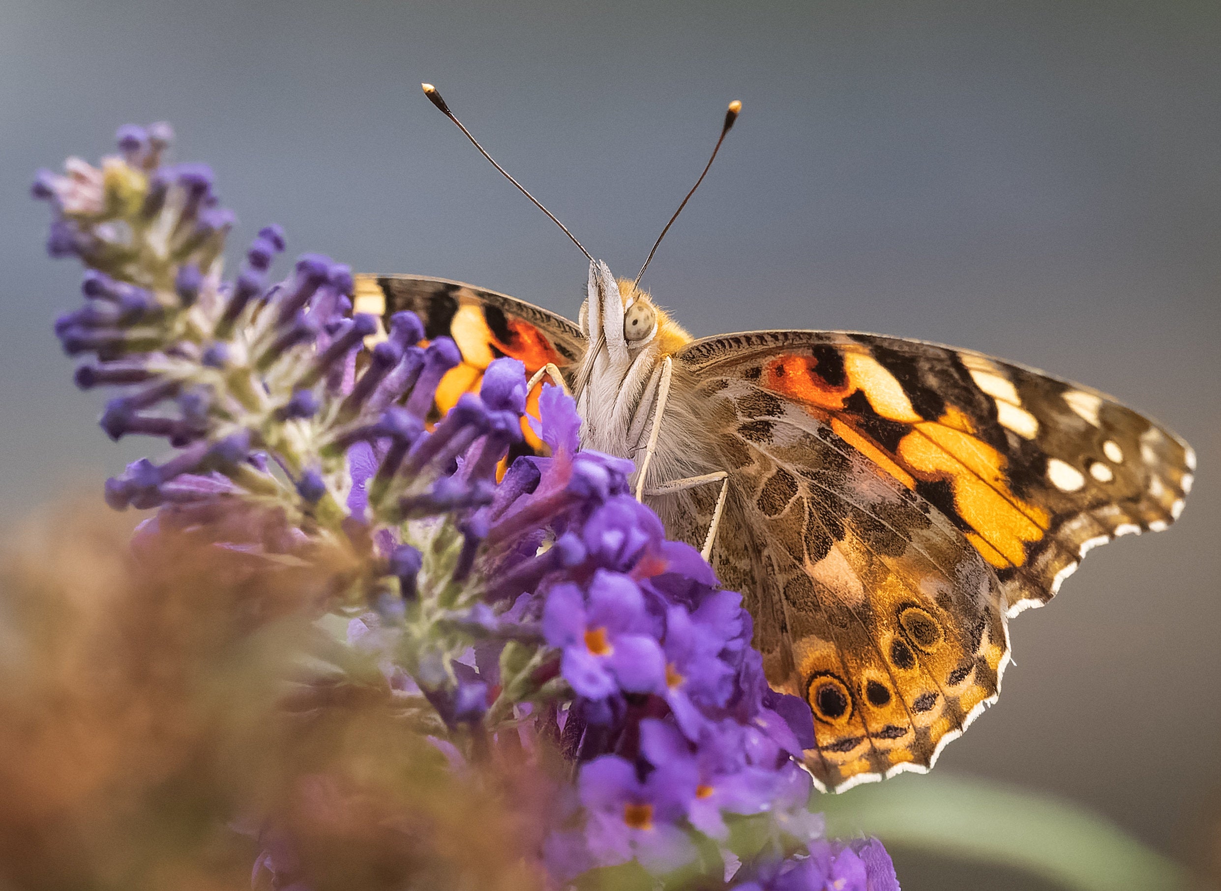 Painted lady populations tend to peak in late summer