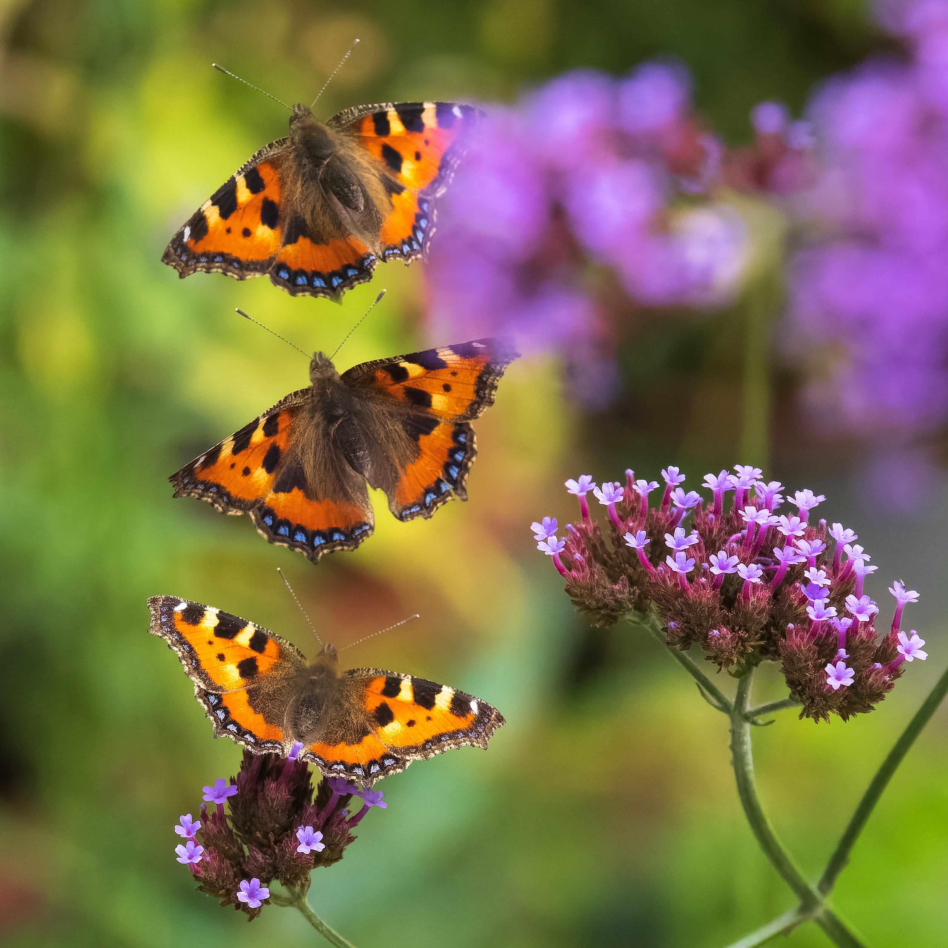 The male small tortoiseshell is very territorial and will chase other butterflies away from its chosen space