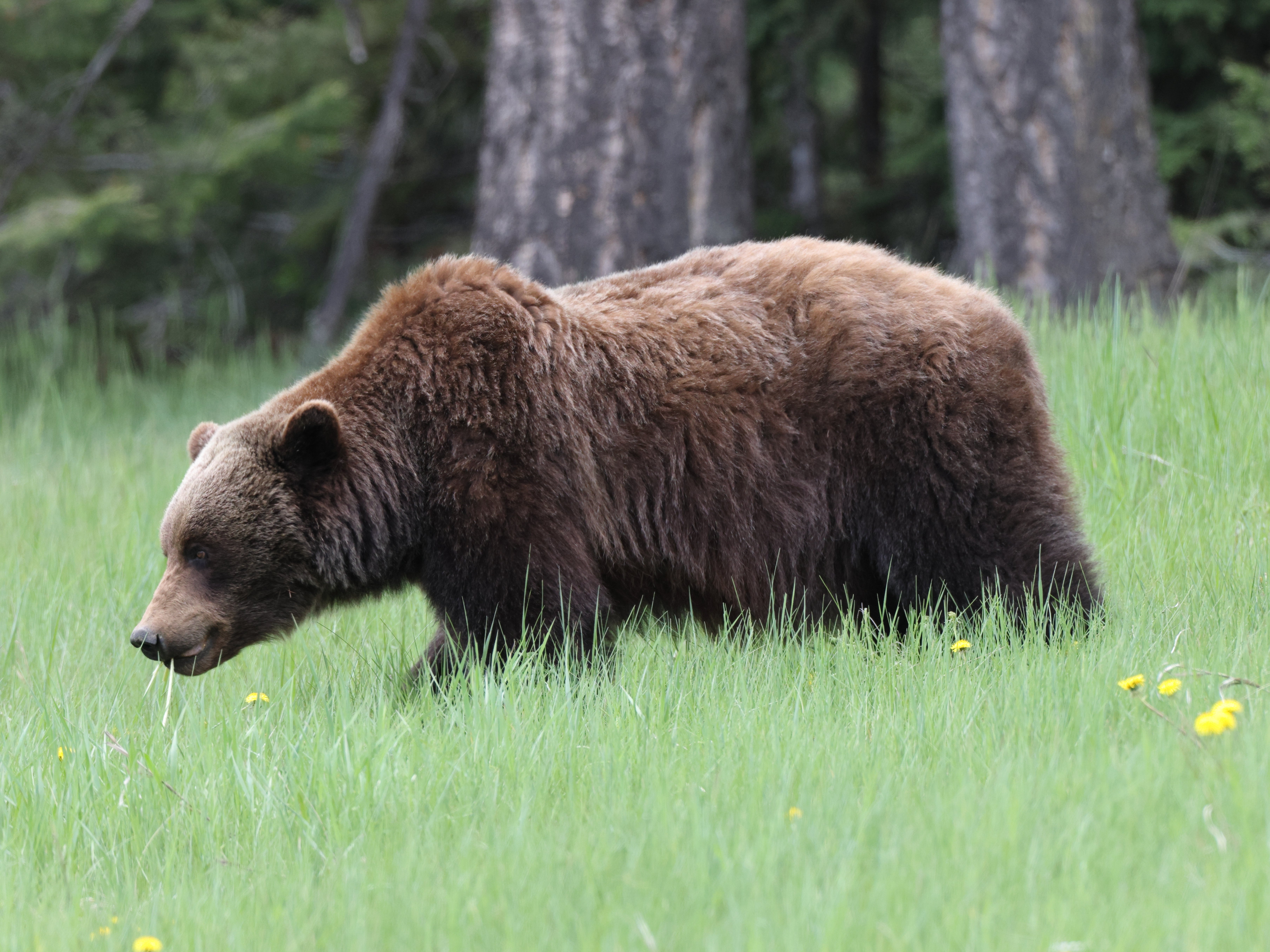 The bear was likely reacting defensively to protect cubs, agency spokesperson Dillon Tabish said