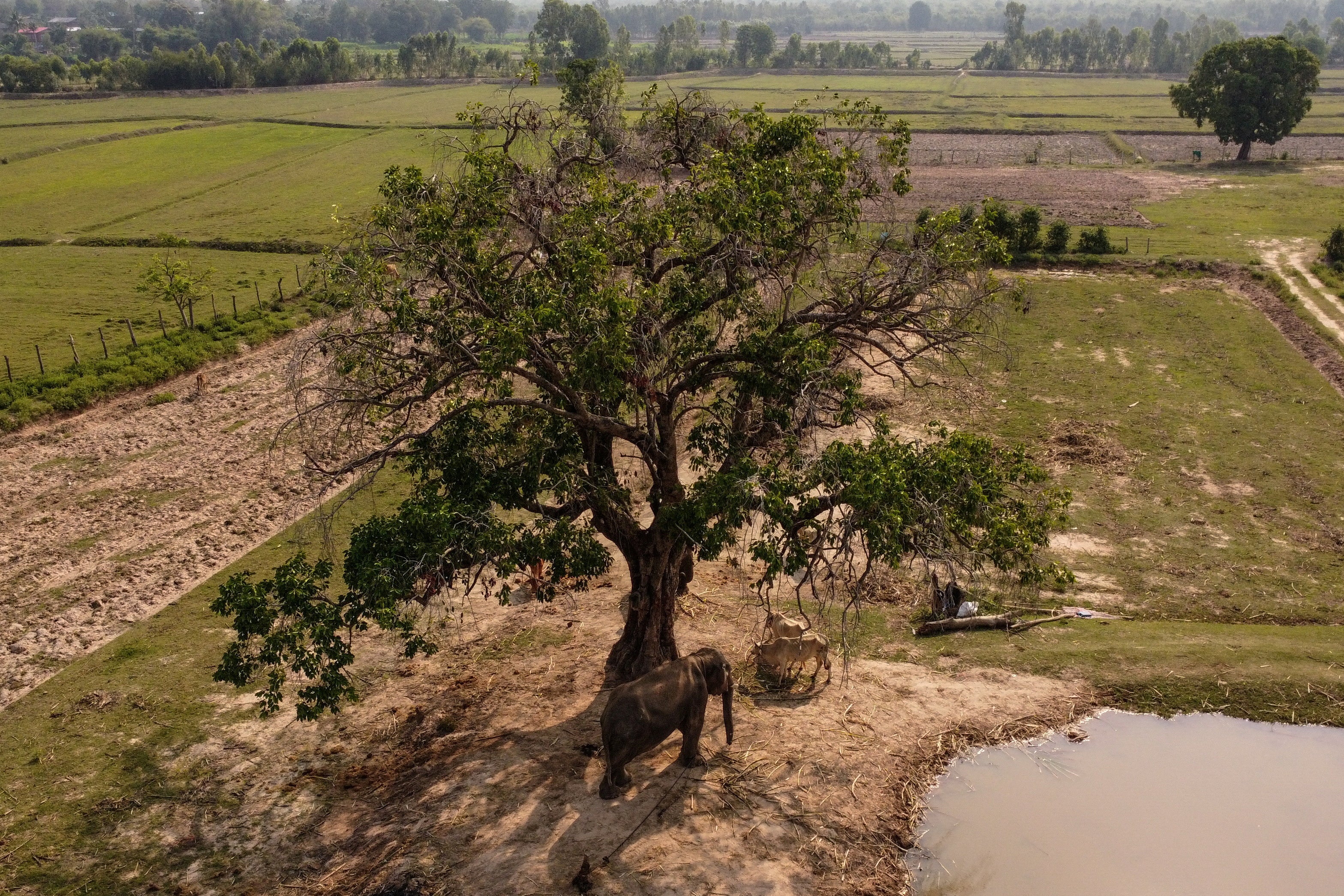 An elephant is chained by a tree while being tamed in Ban Ta Klang