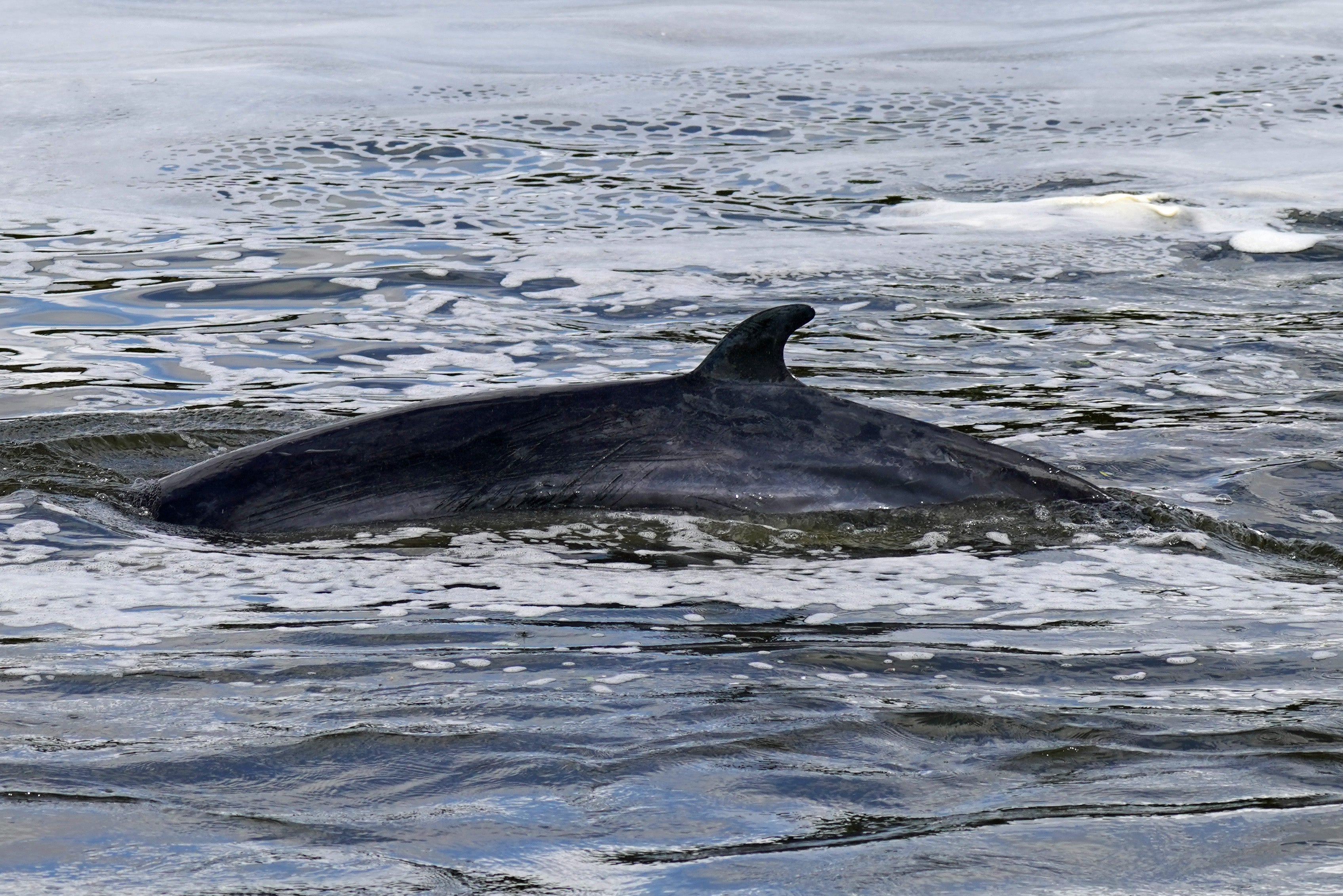 A study has shed light on why whales do not get brain damage when they swim (Yui Mok/PA)