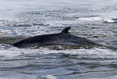 Study sheds light on why whales do not get brain damage when they swim