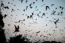 New Covid-like virus discovered in Russian bat may infect humans and evade vaccines, study finds