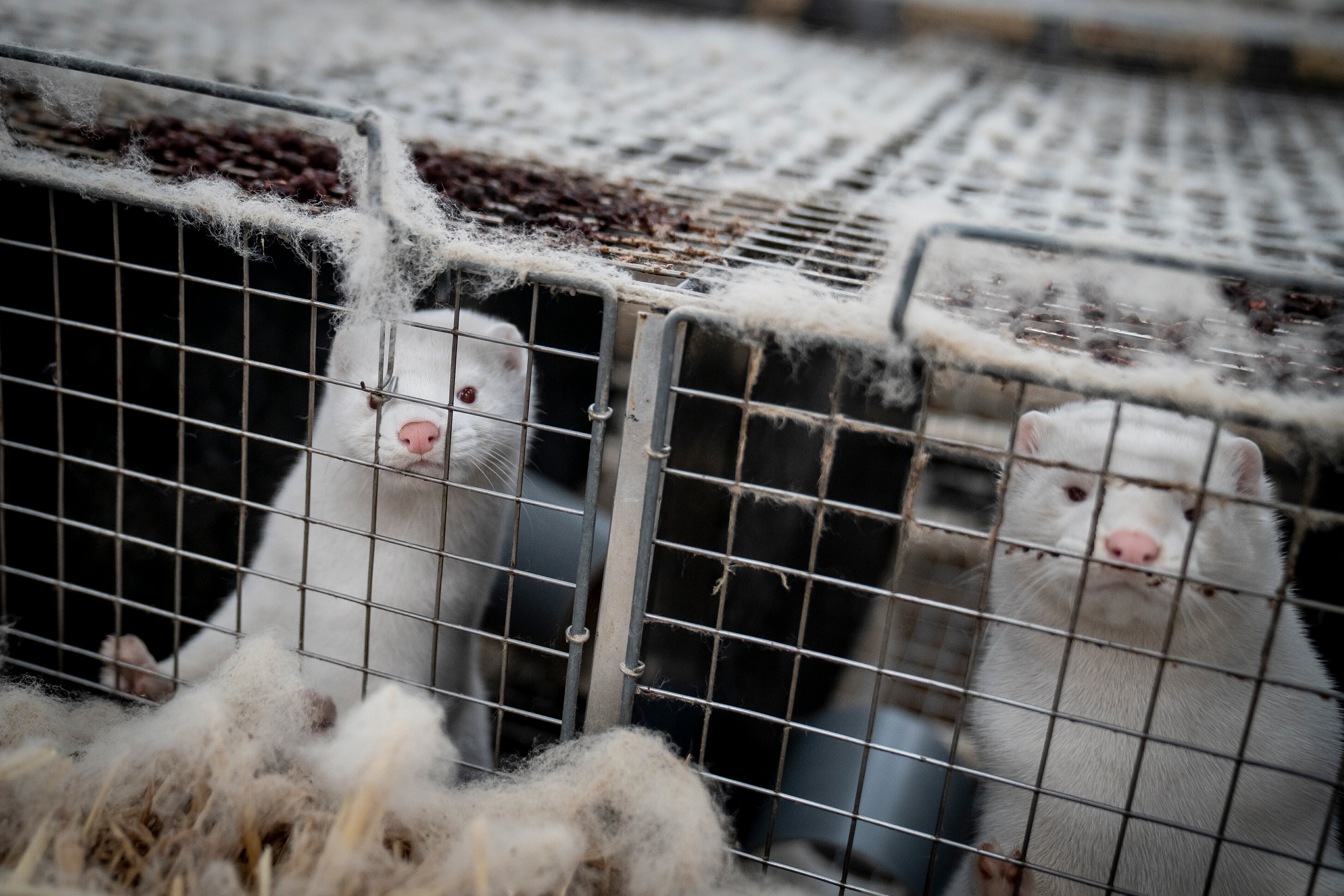 A file photo of farmed minks in Denmark