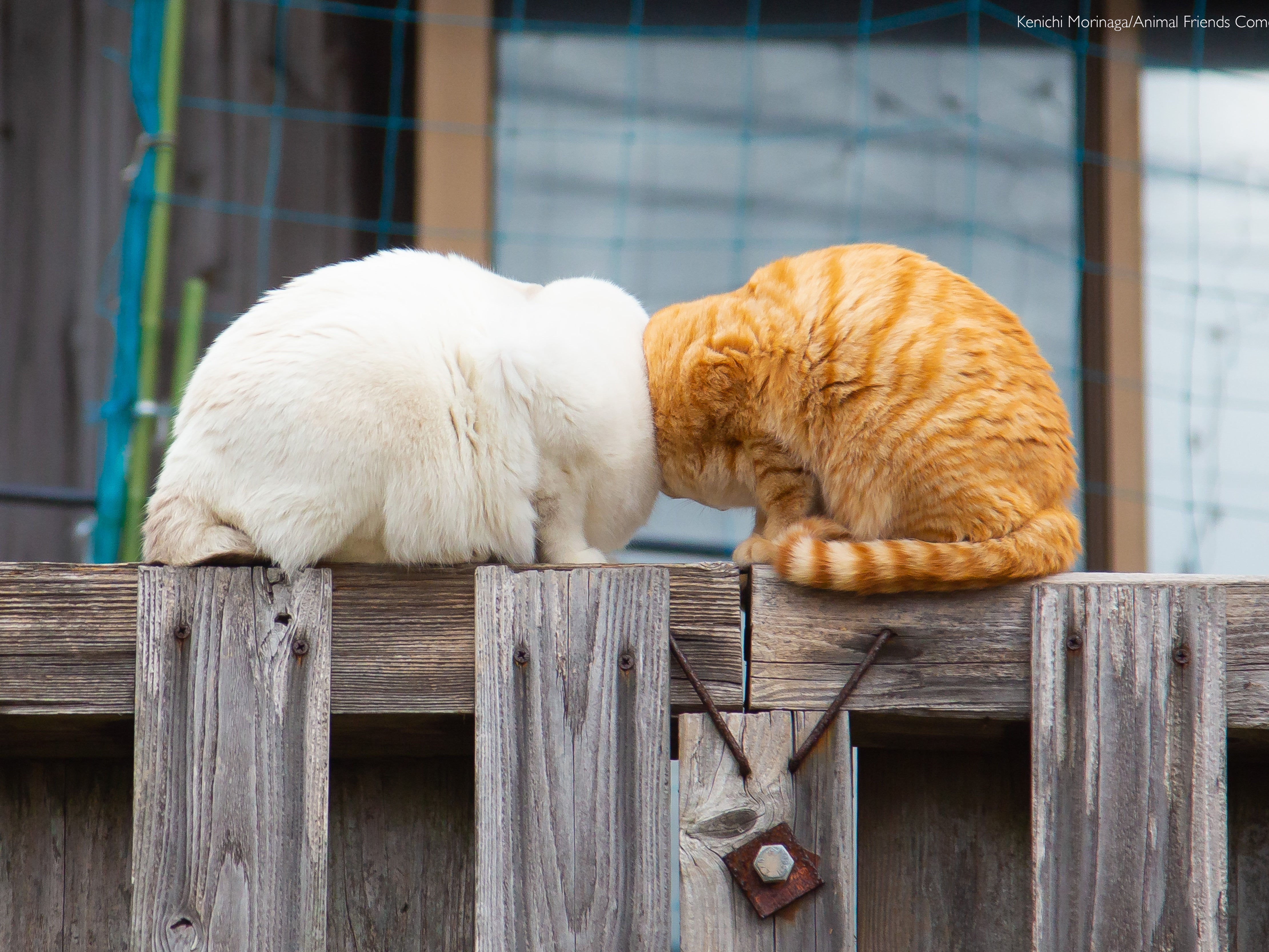 Two cats sit cheek-to-cheek on a fence