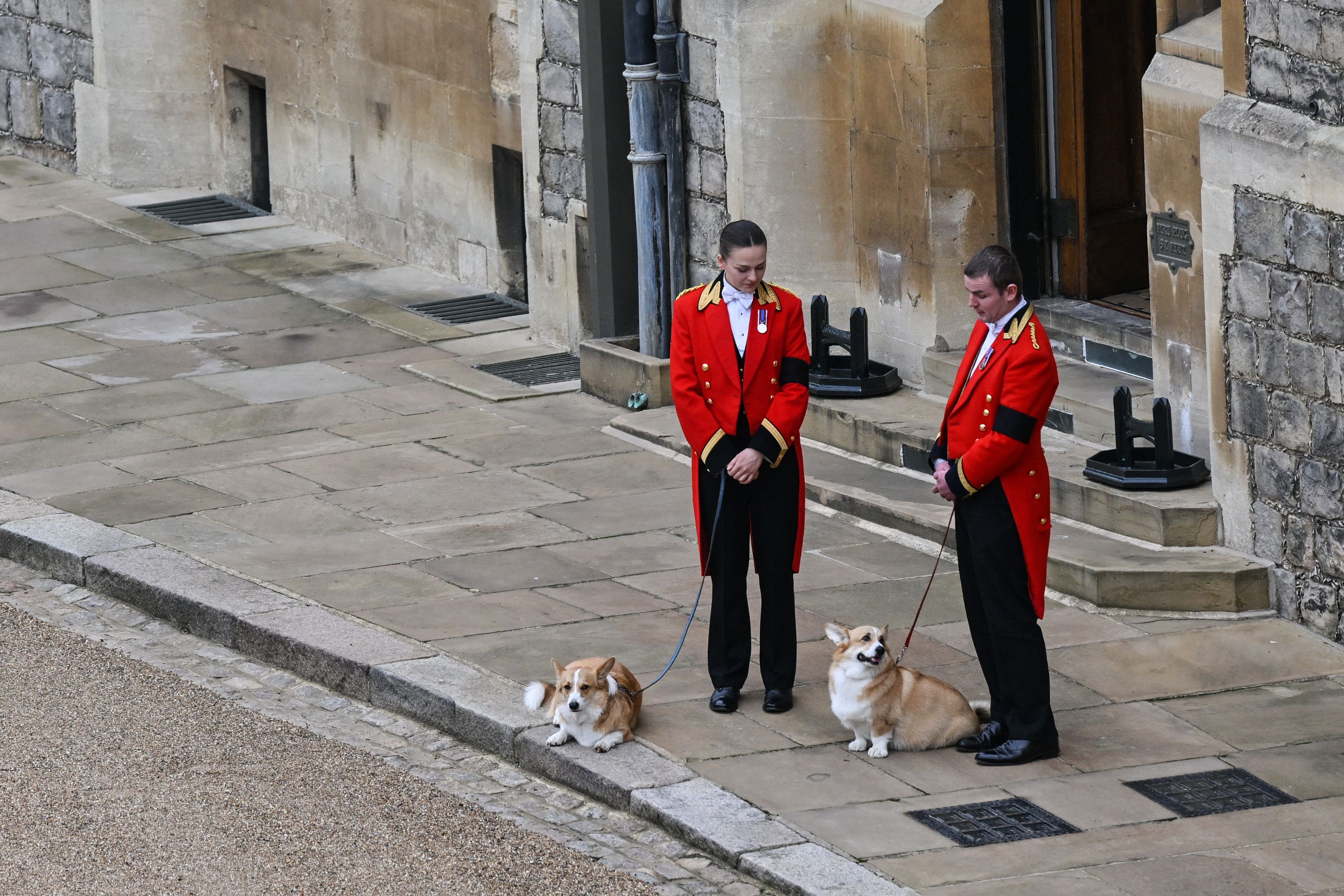 The Queen’s corgis ahead of her funeral