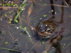 Turn gardens into ‘bogs’ to combat drought and sewage in waterways, experts suggest