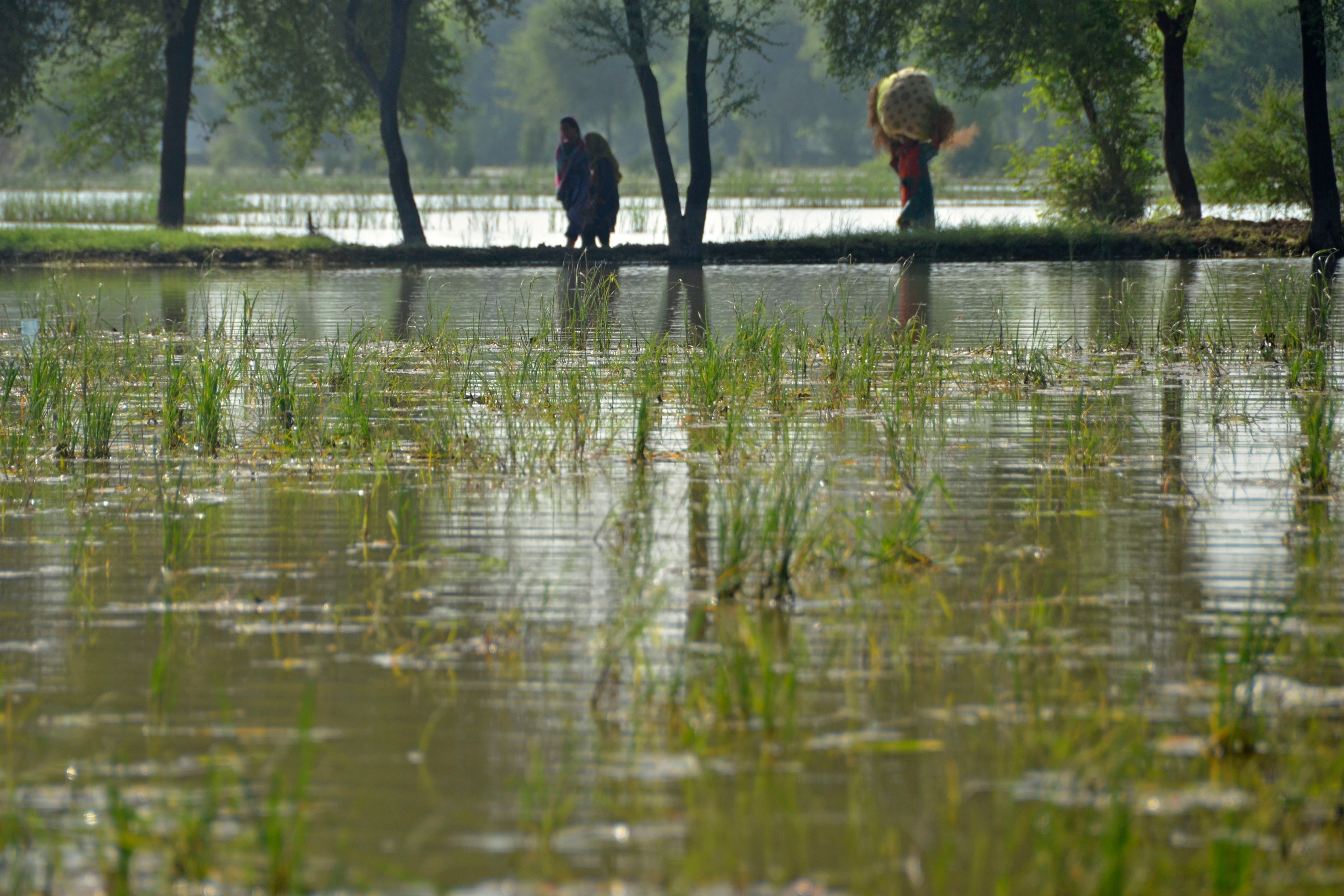 Pakistan Floods Agriculture