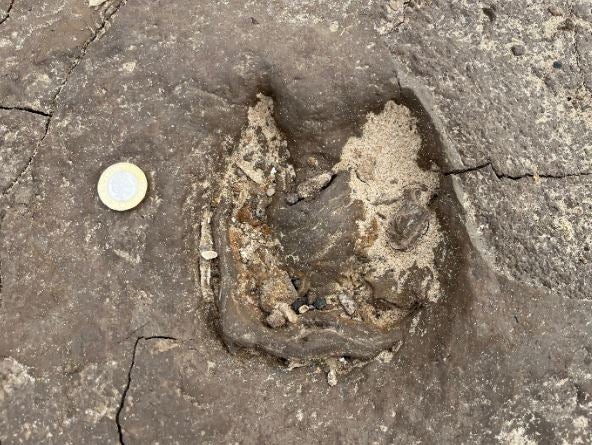 Red deer hoofprint in the ancient mud on Formby beach, radiocarbon dated to about 8,500 years ago