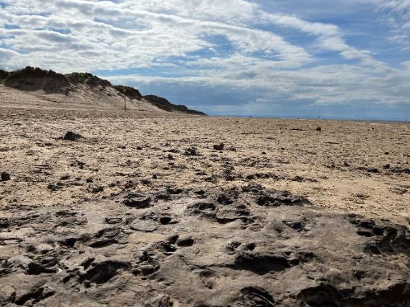 A footprint bed from the Mesolithic about 8,500 years ago, covered in red deer hoofprints