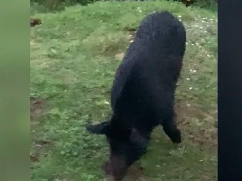 A wild pig was a regular visitor seen in the backyard of a house in Wellington