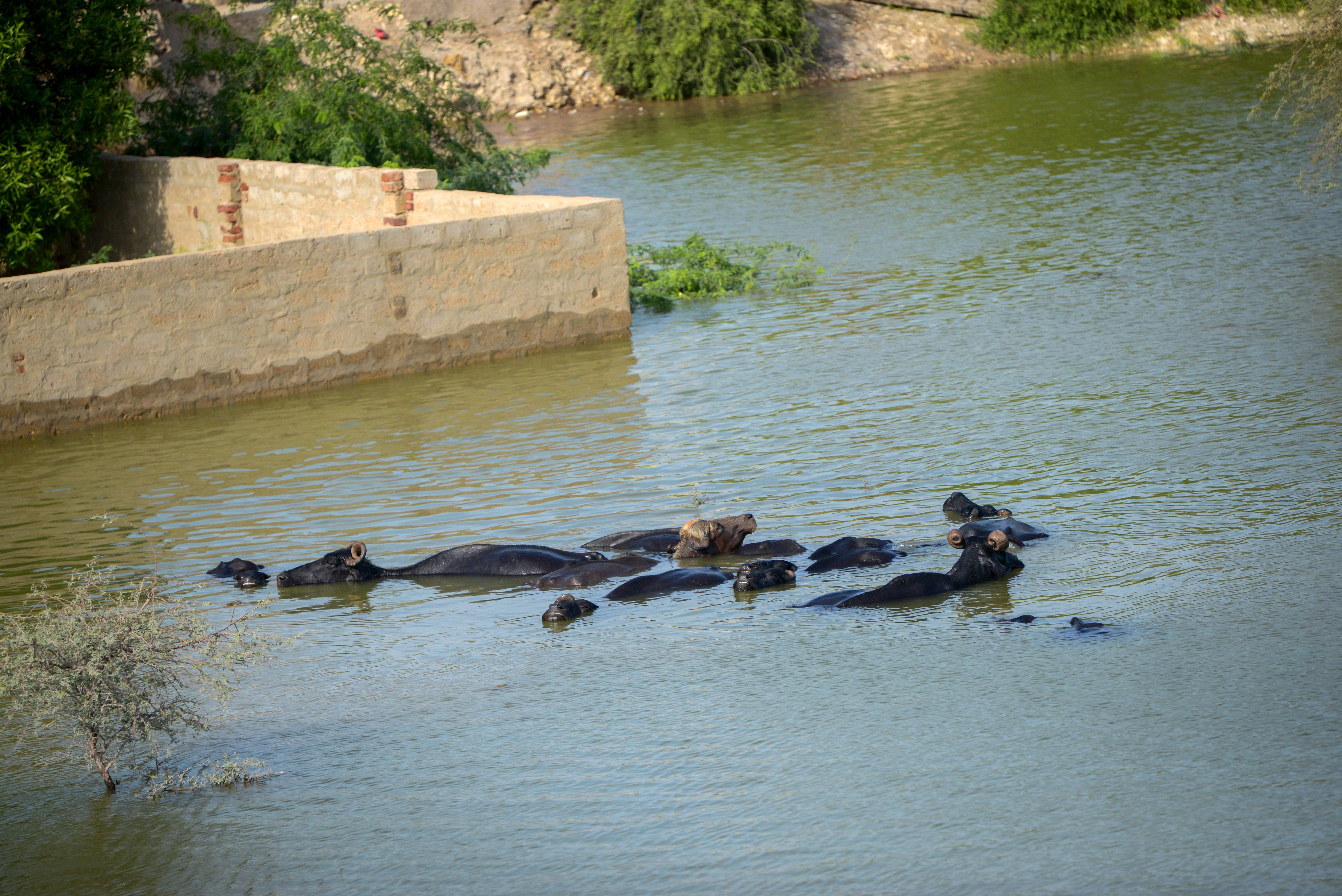 Cattle wade in water, where dry land used to be in Jamshoro