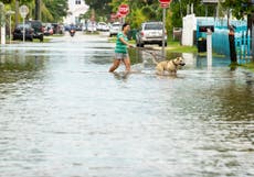 How to keep your pet safe during a storm like Hurricane Ian 