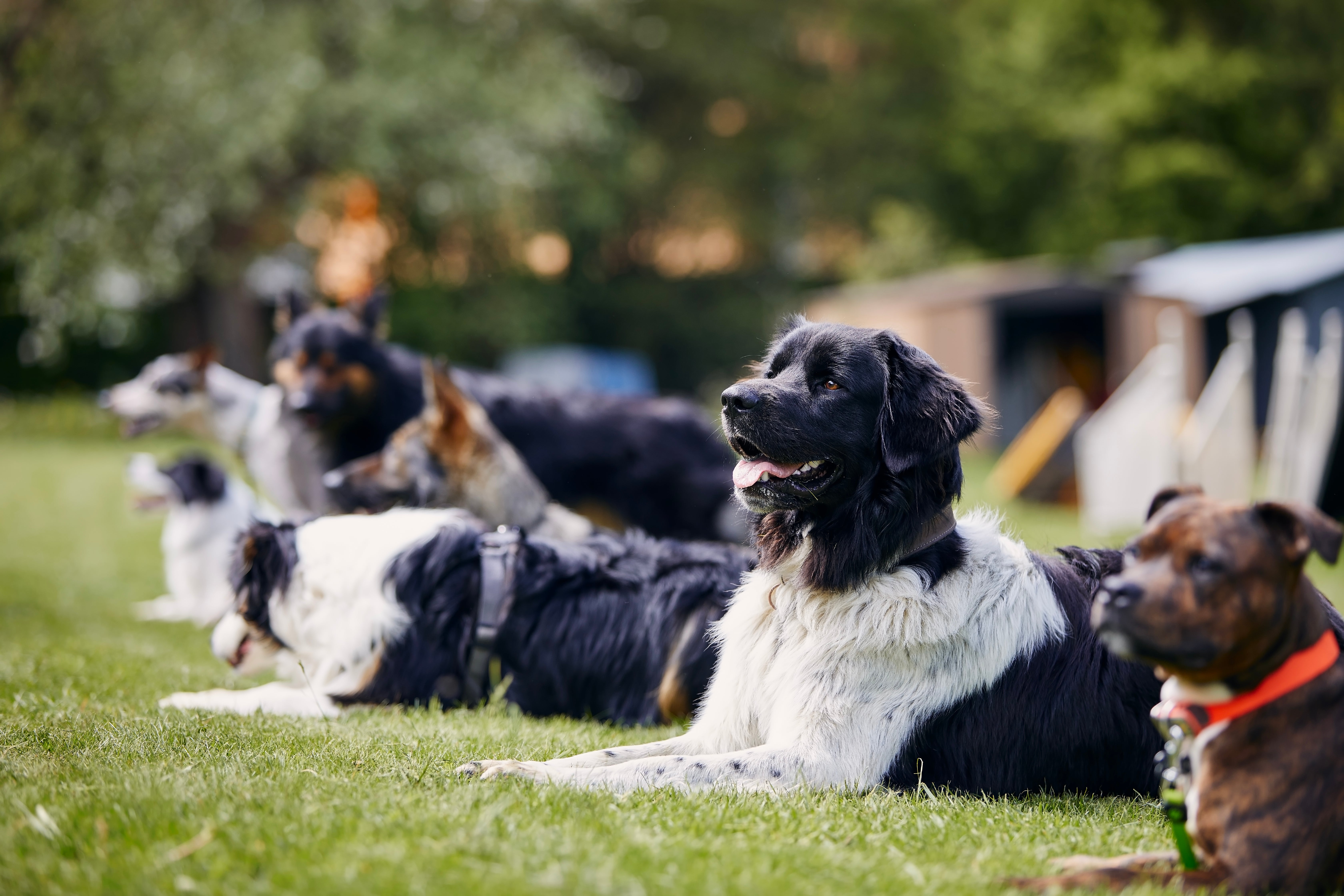 The study’s findings could be “useful when training service dogs and therapy dogs,” say researchers