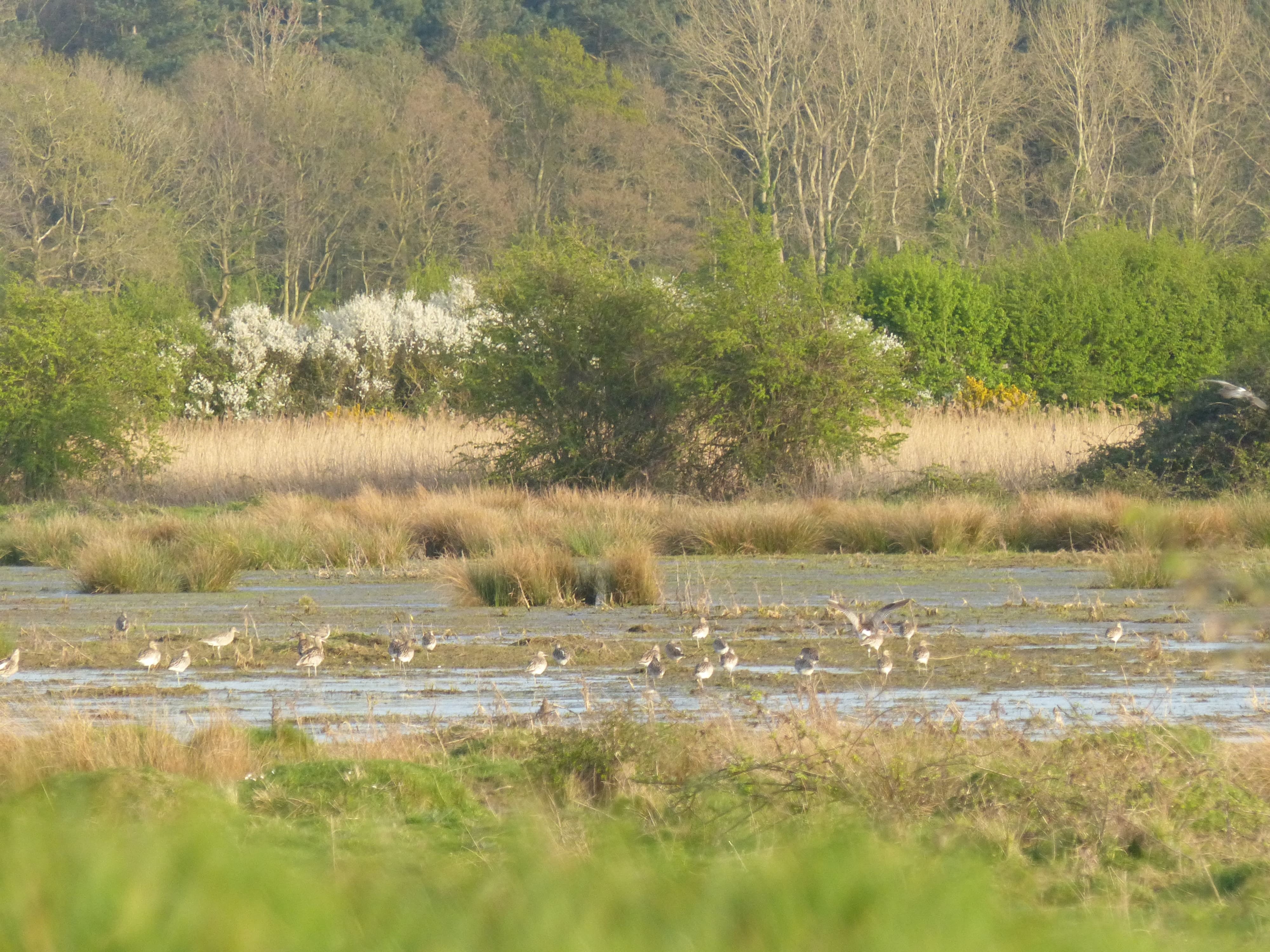 Under ELMS, land managers will receive payments for restoring degraded landscapes and making space for wildlife (Rewilding Britain/PA)