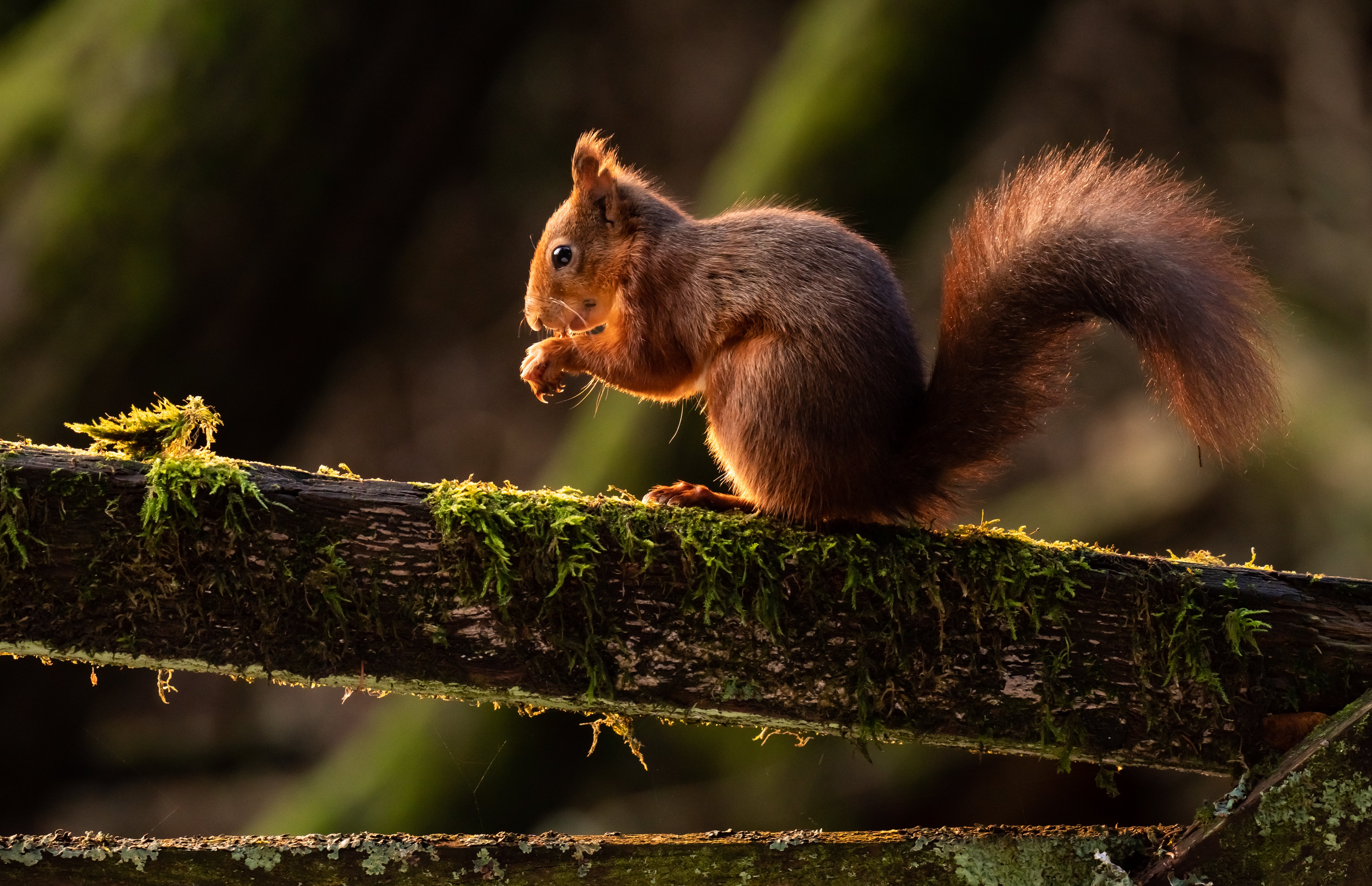 A red squirrel has been freed after it became trapped in a Greggs store in Pitlochry (Danny Lawson/PA)