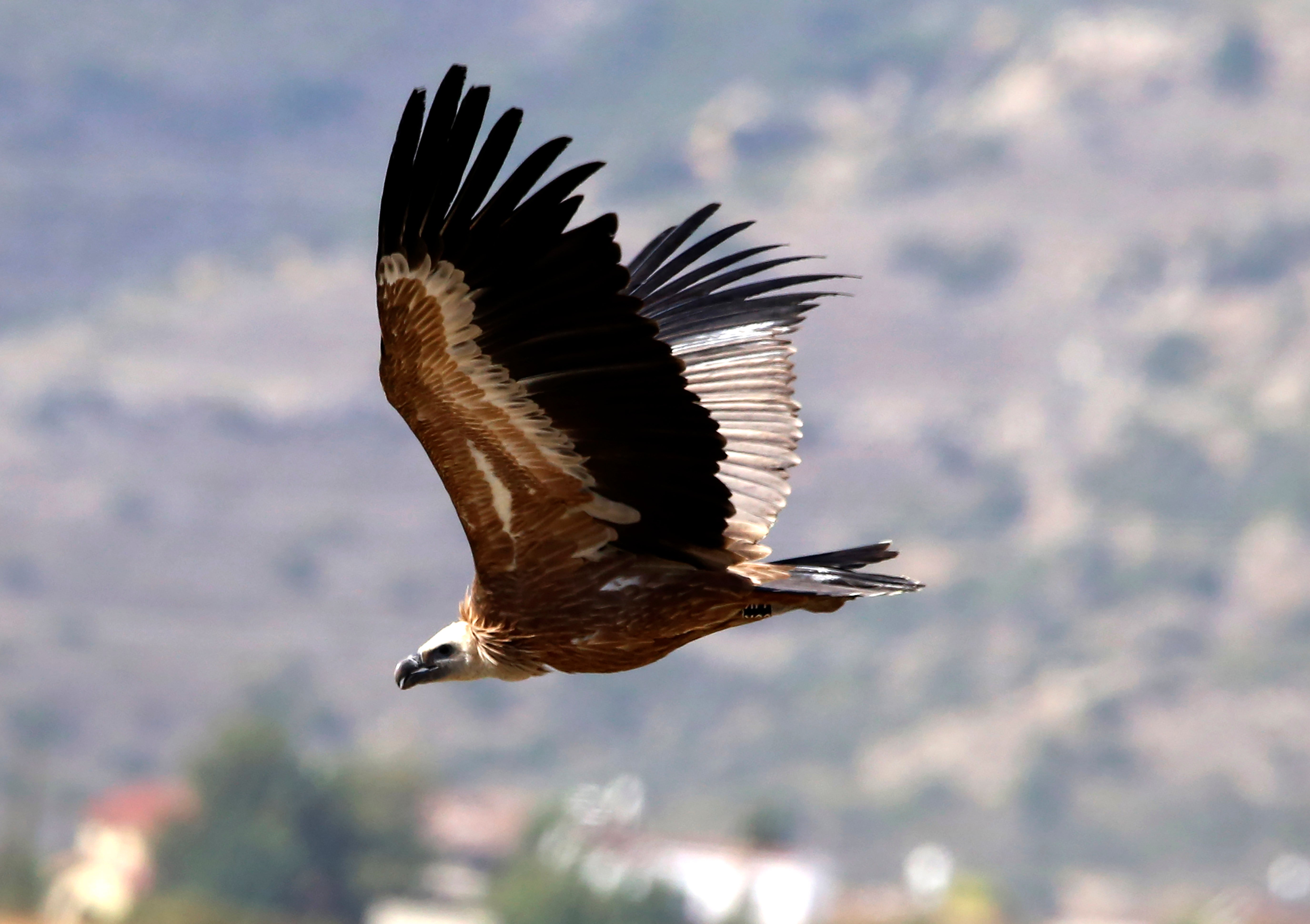 Cyprus Griffon