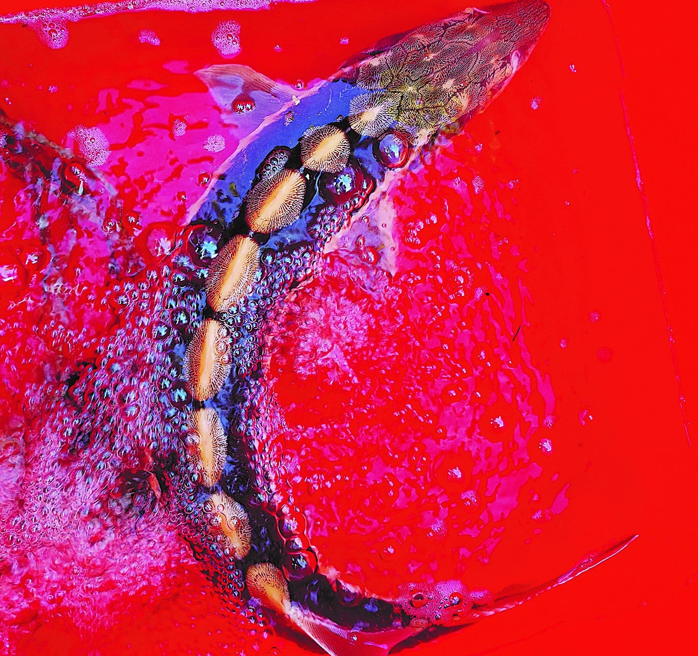 A Yangtze sturgeon, which was found in Tuanfeng county, Hubei province, ready to be released by its rescuers on 6 September