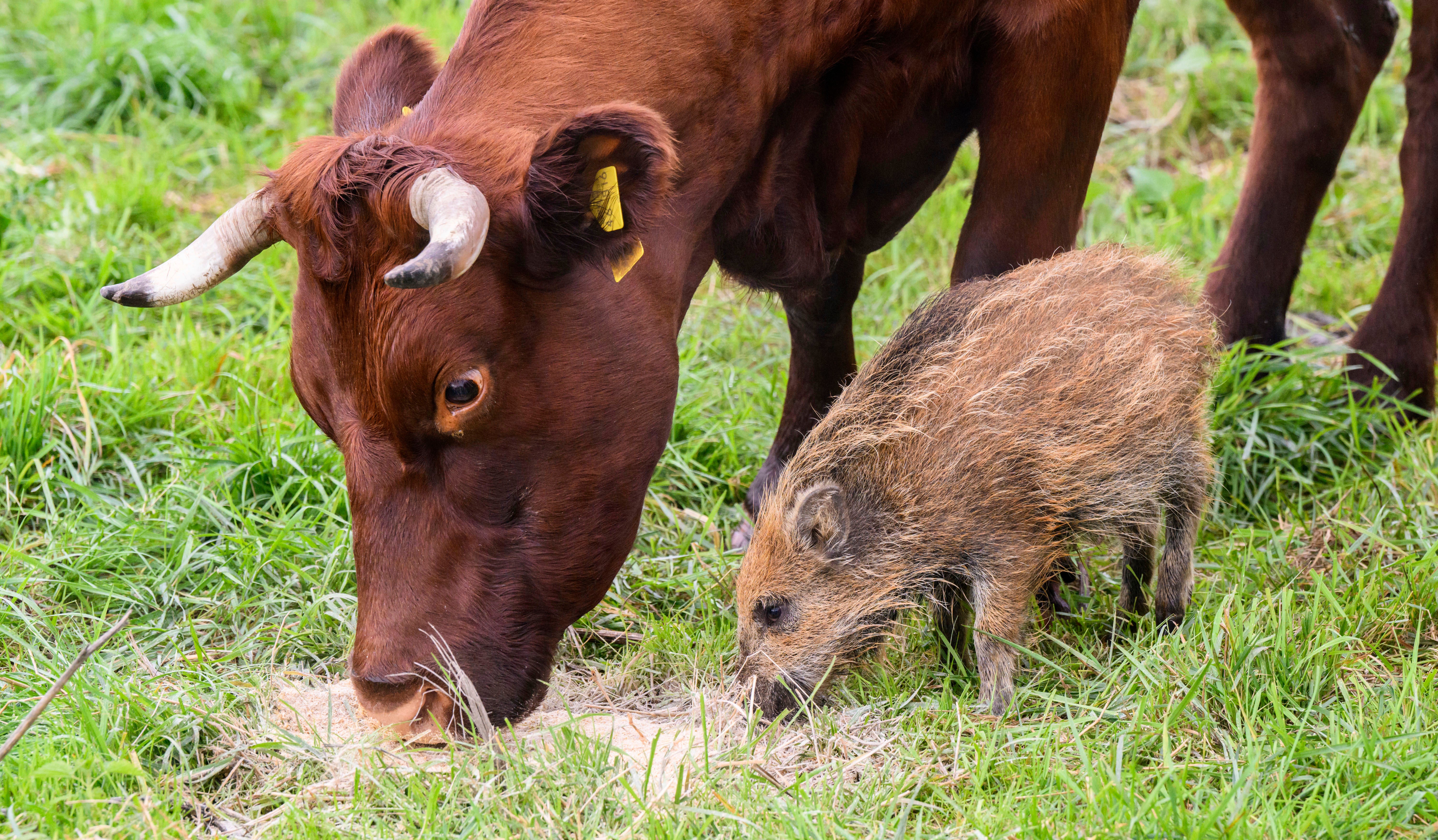 Germany Boar Joins Herd