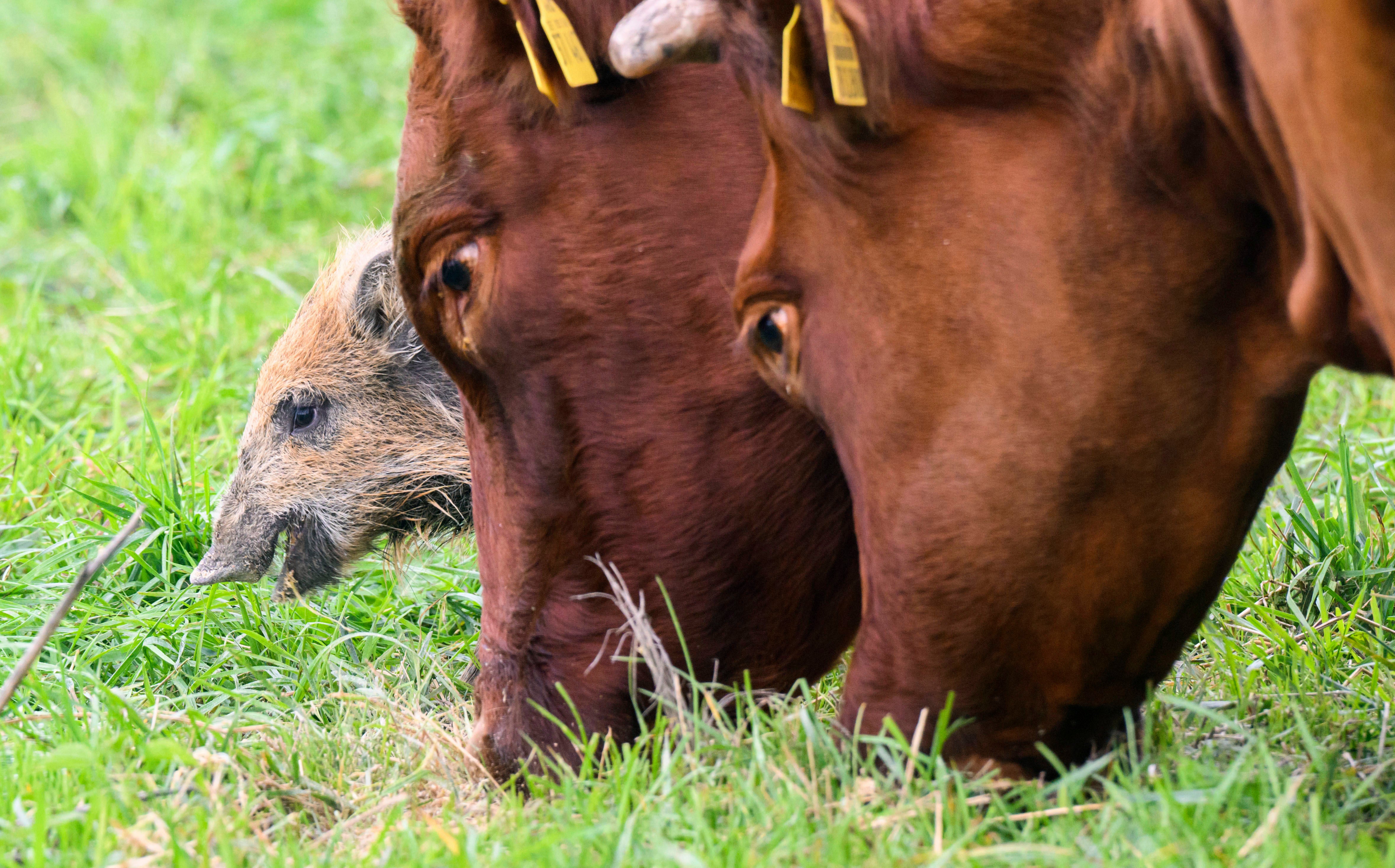 Germany Boar Joins Herd
