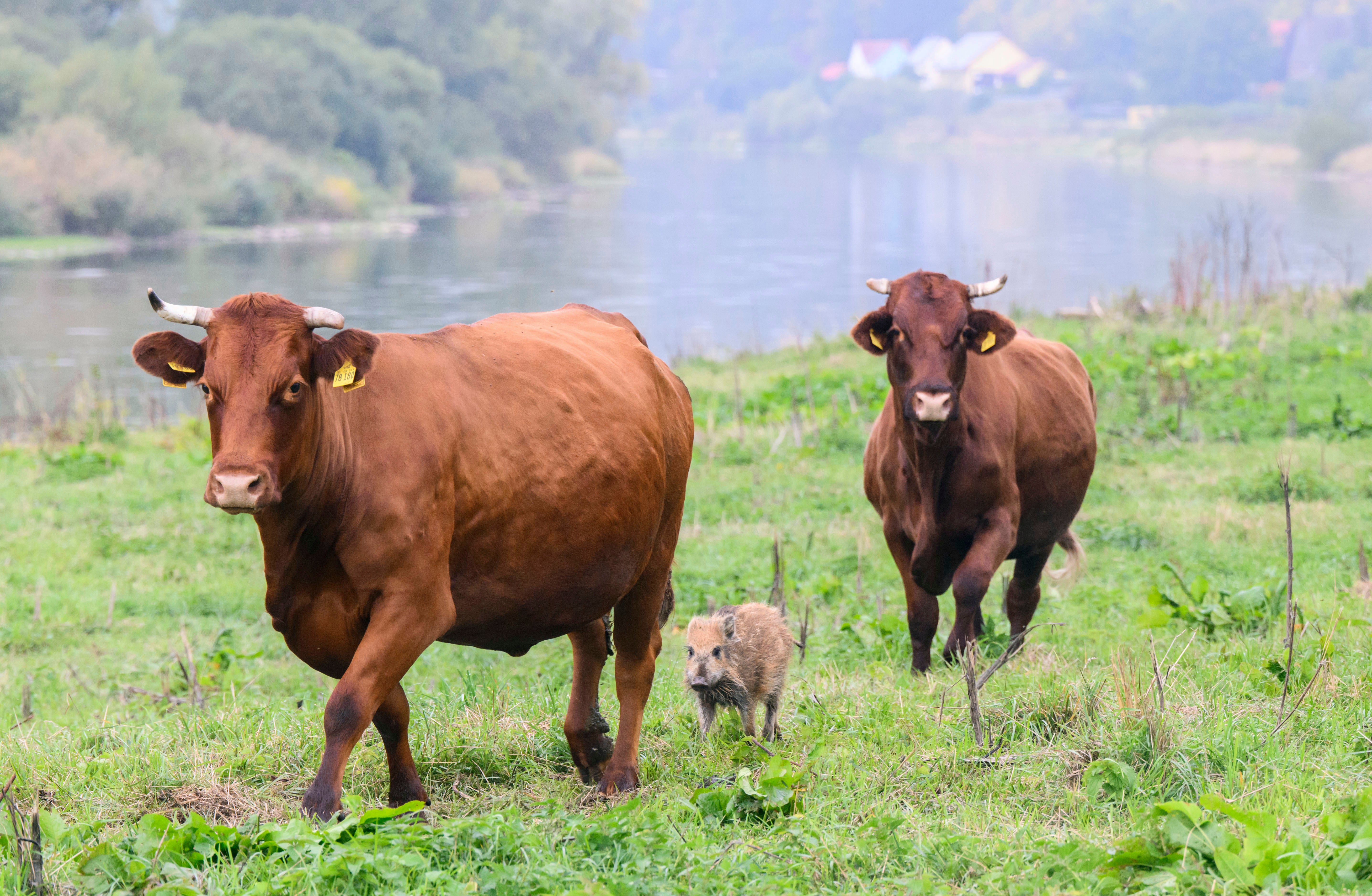 Germany Boar Joins Herd