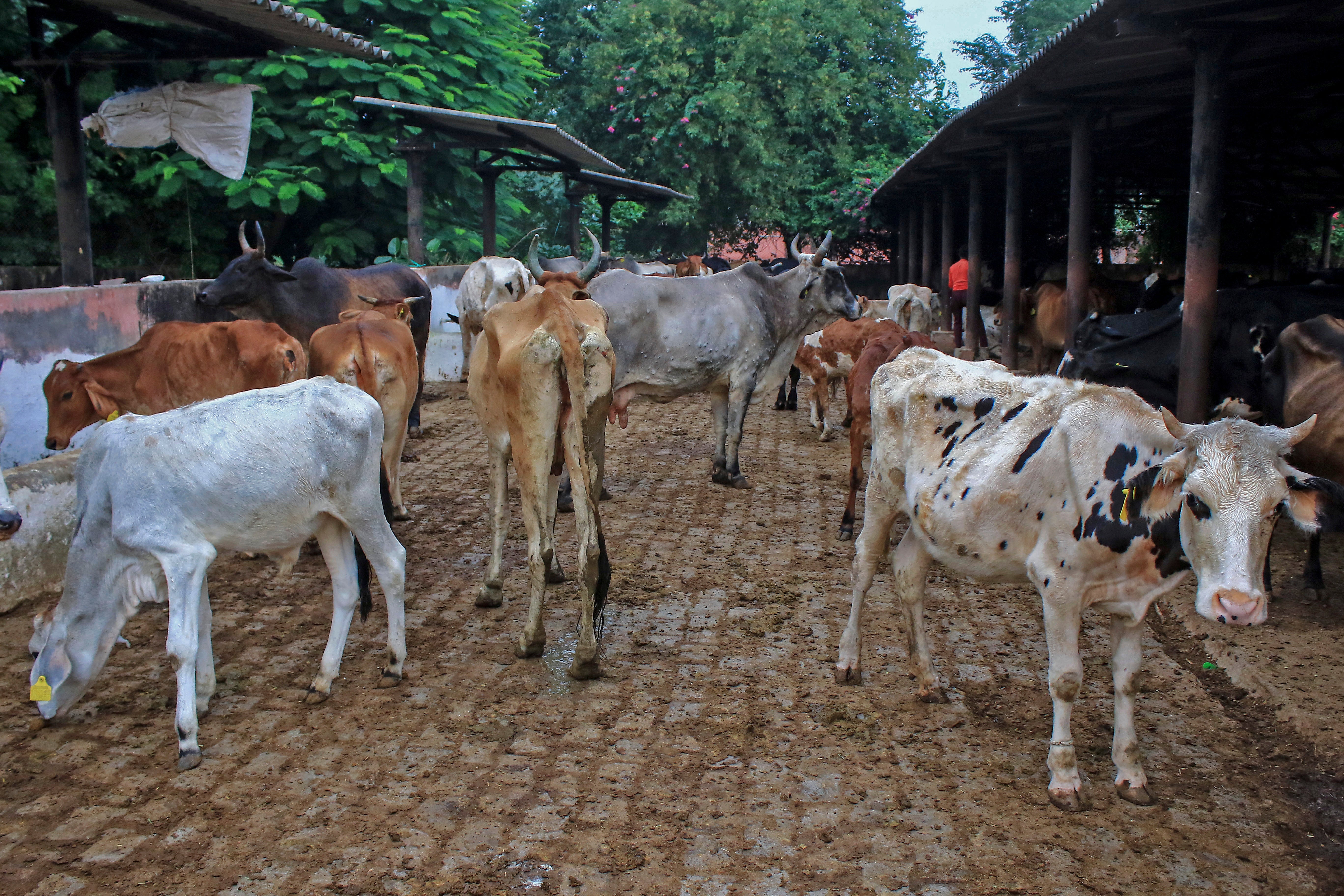 India Cattle Disease