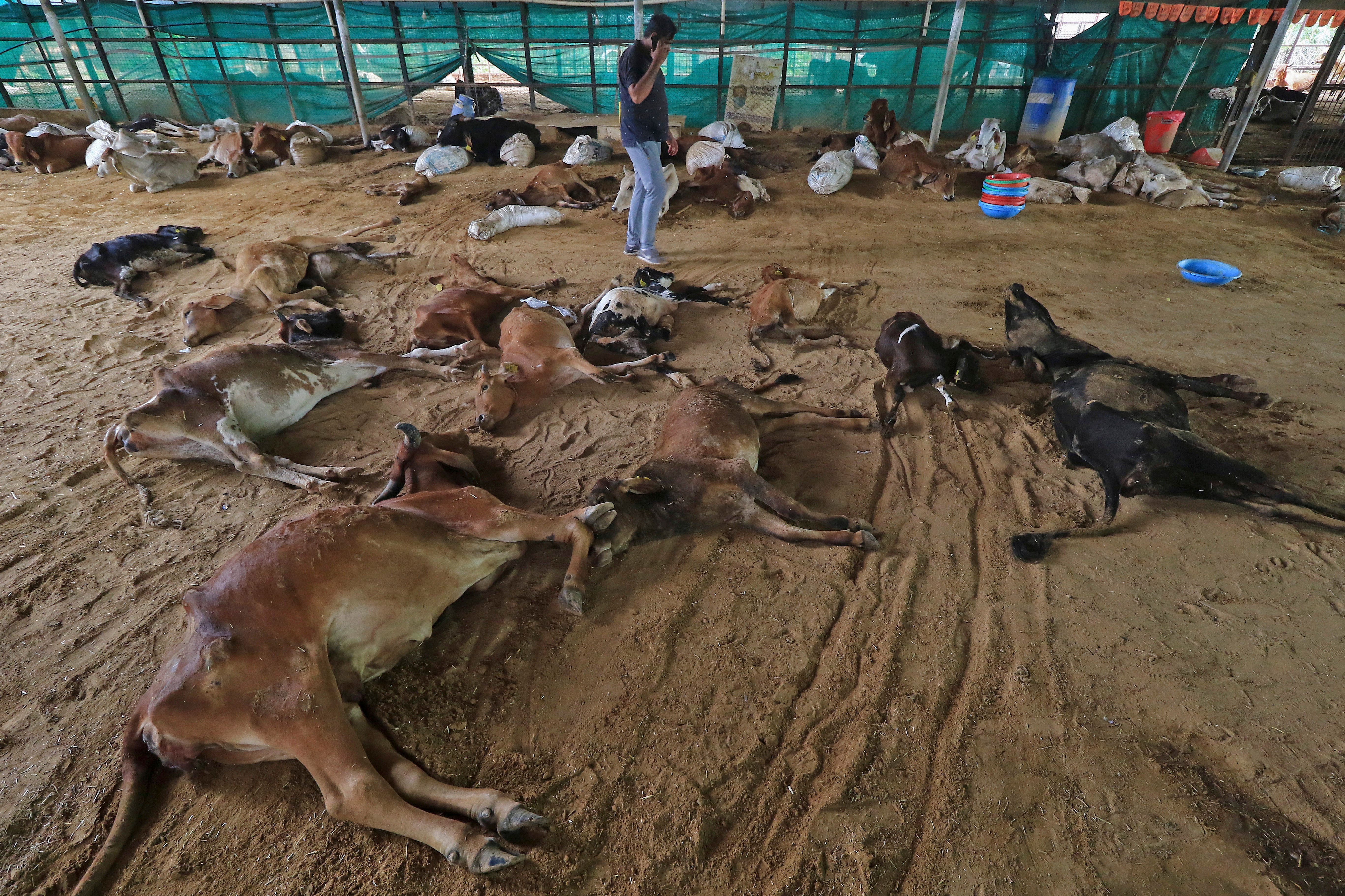India Cattle Disease