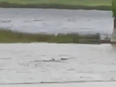 Hurricane Ian video of ‘street shark’ swimming up floodwater is real