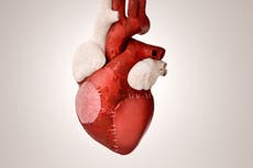 ‘Love hormone’ oxytocin could help heal damaged hearts, study finds