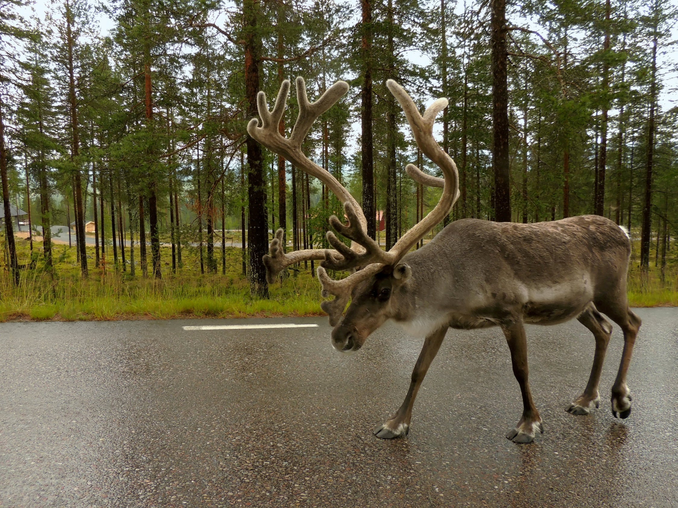 Forestry, tourism, mining and wind farms all encroaching on habitat