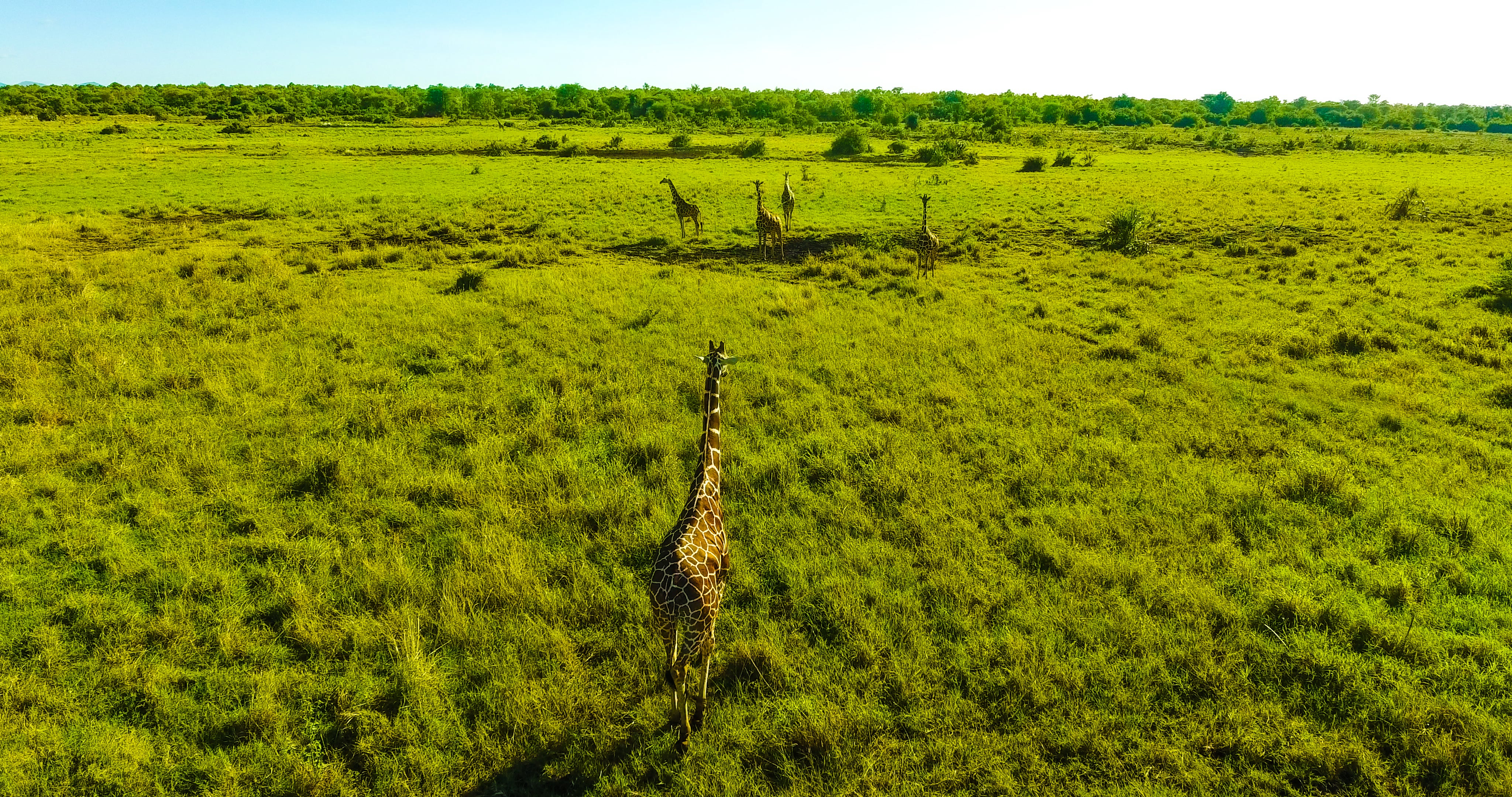 There are landscapes to suit all travellers, including the luxuriant jungle of Meru National Park