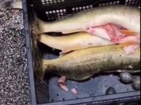 Video taken at the weigh-in of the winning catches showed a judge cutting open the fish to find lead weights inside