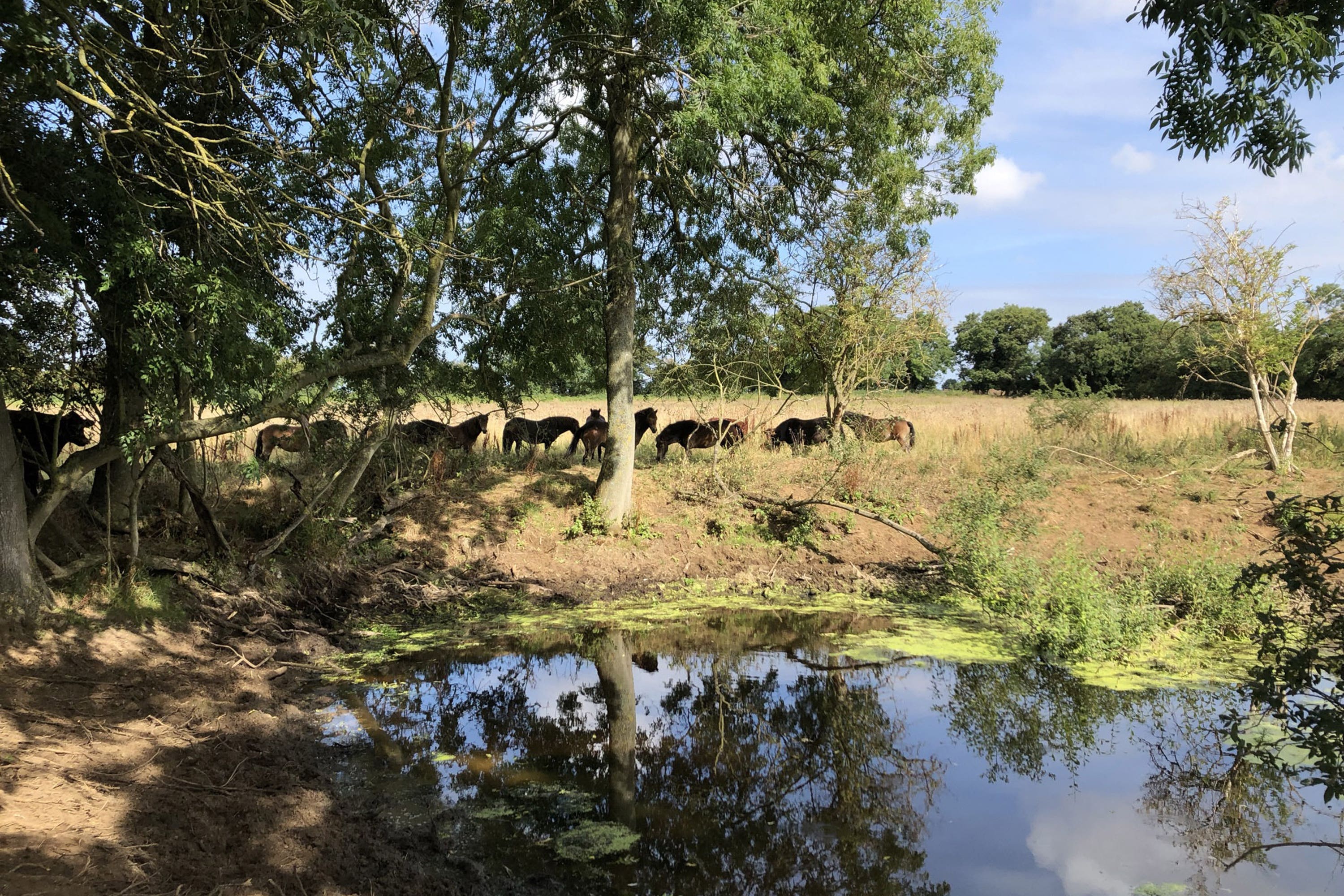 Exmoor ponies on the rewilding part of the estate at Wild Ken Hill in Norfolk (Emily Beament/PA)