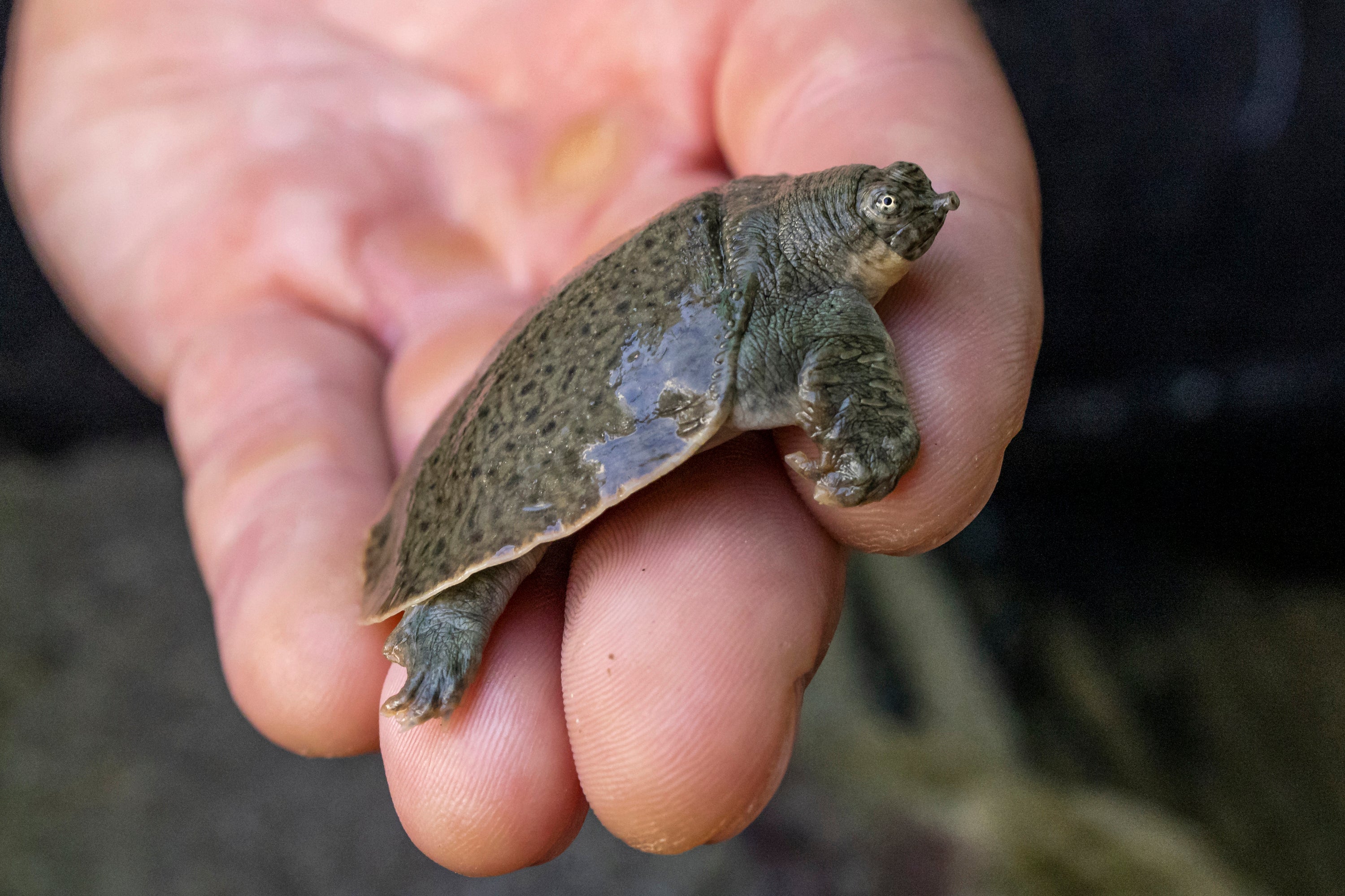 California Zoo Turtle Hatchlings
