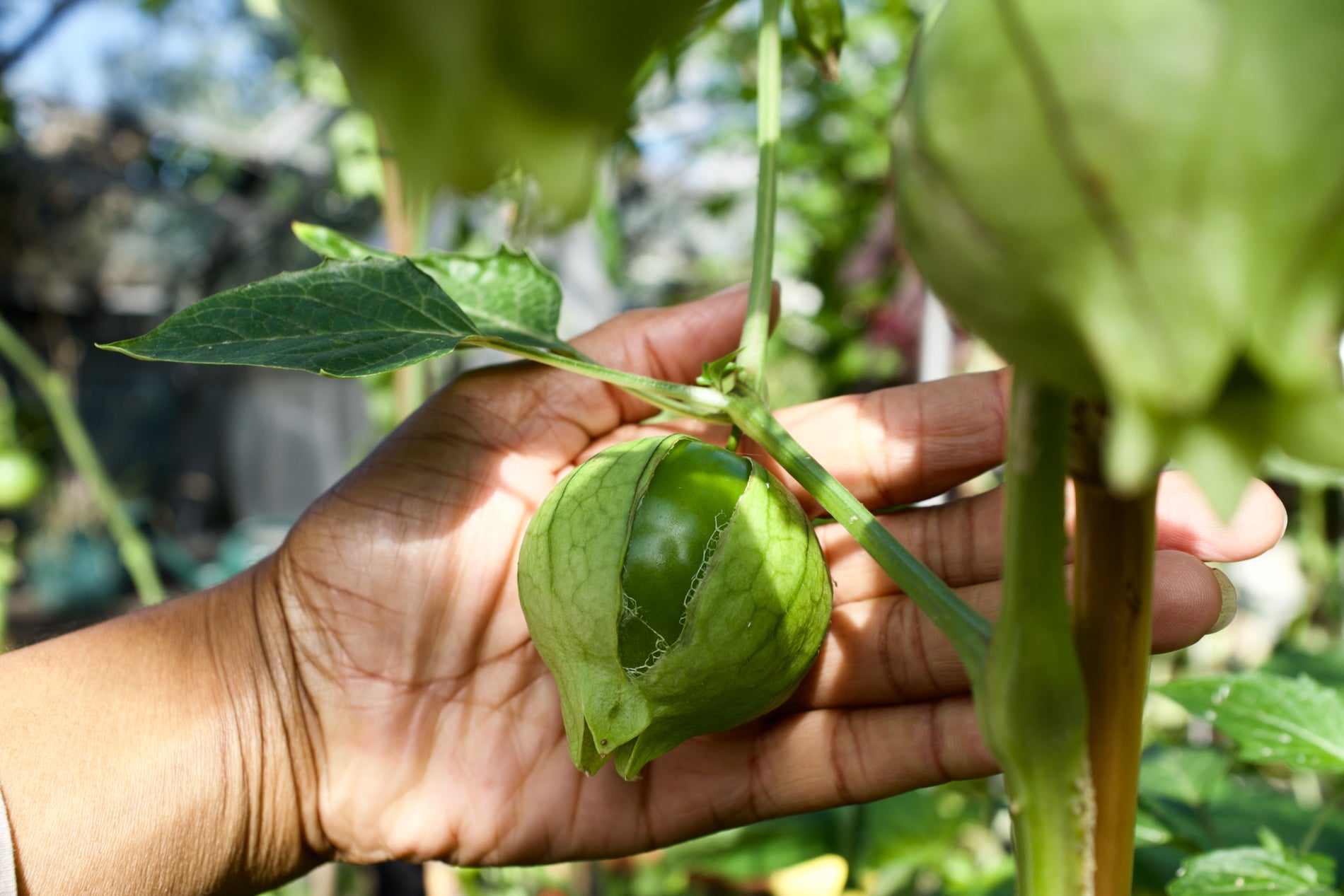 Agriculture is one of the UK’s least diverse industries, figures show