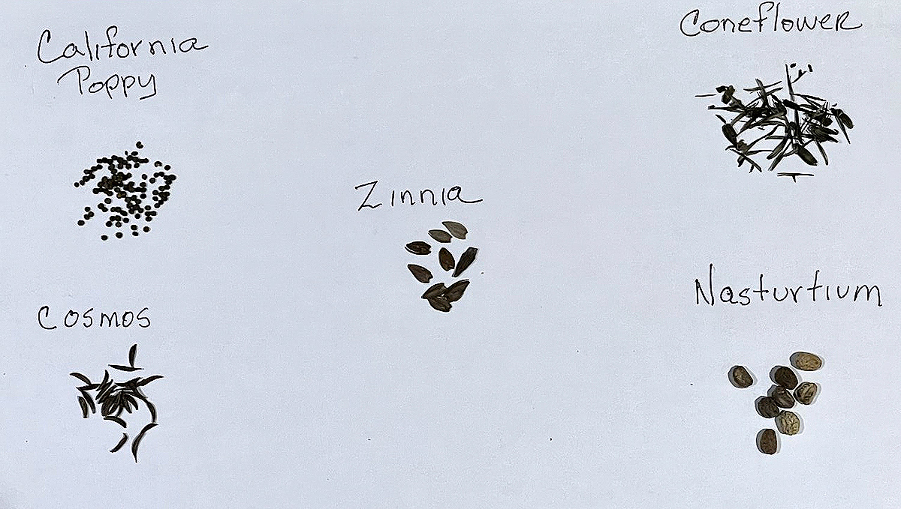 Gardening Saving Flower Seeds