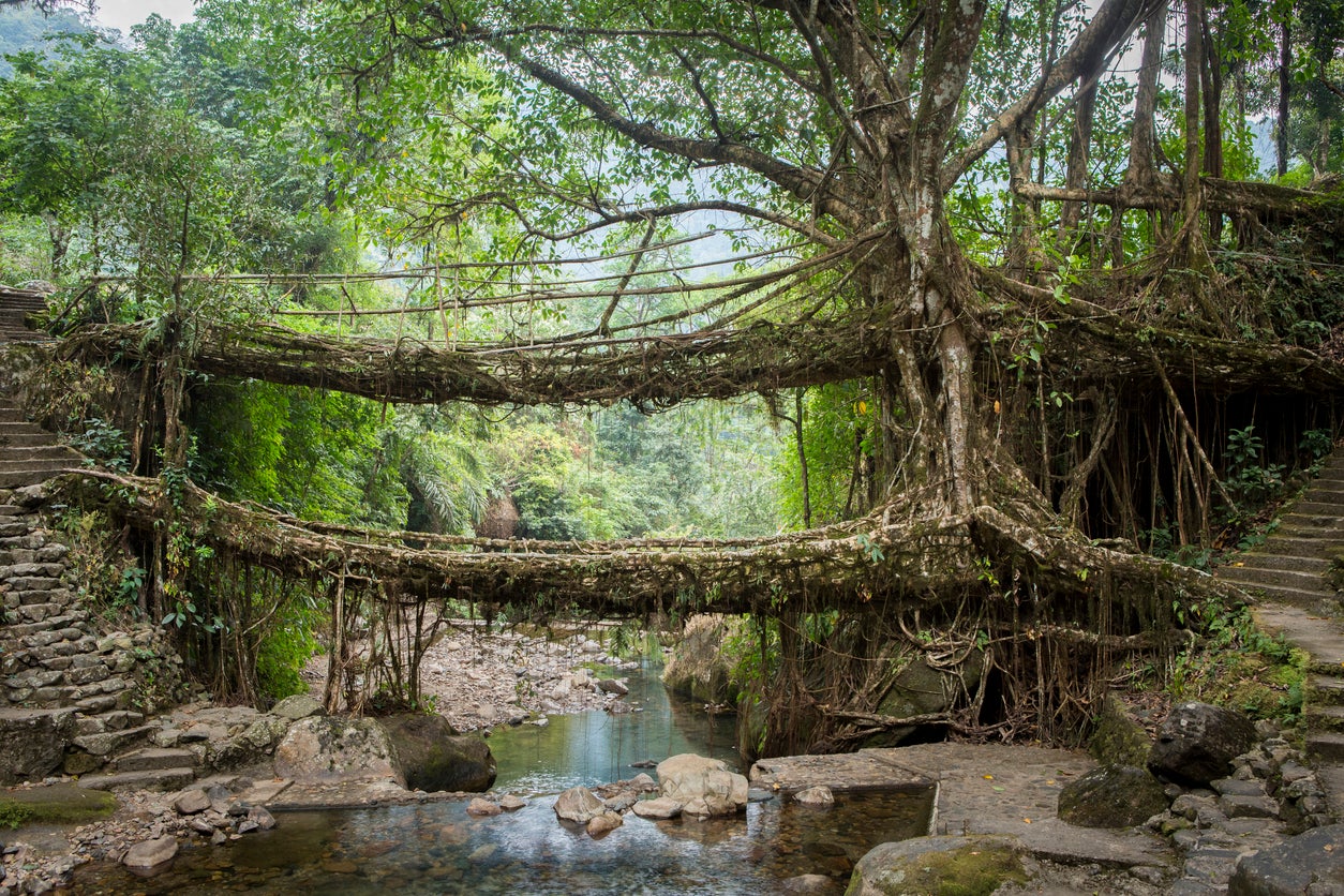 Meghalaya Root Bridges