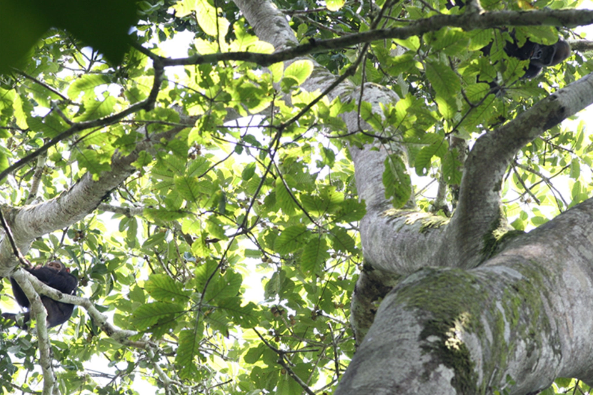 Social relationships between chimpanzees (left) and gorillas (right) were observed in the forests of the Congo