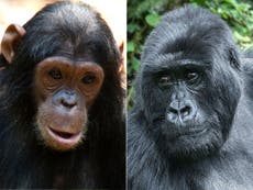 Chimpanzees and gorillas are friends in the wild, scientists find