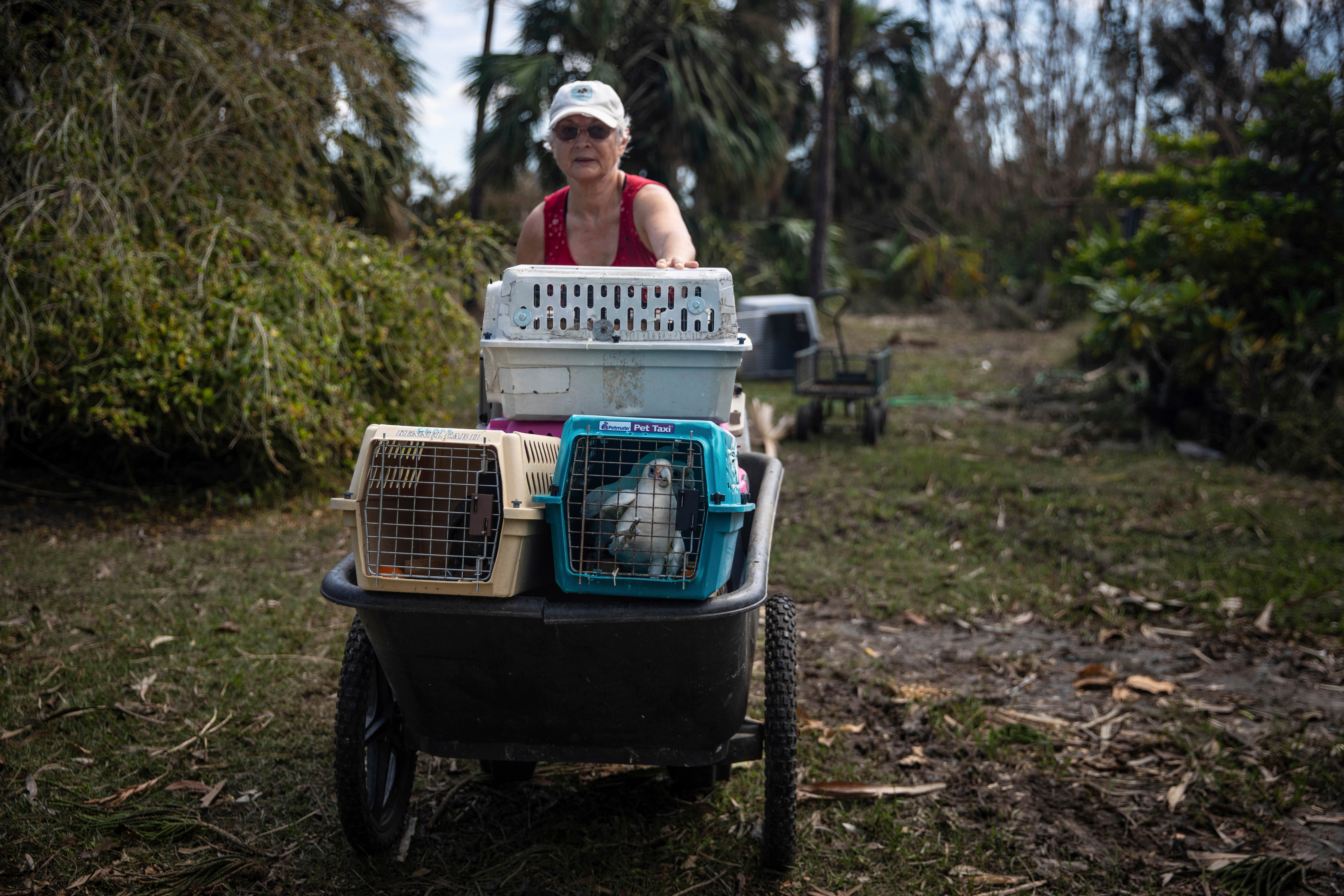 Tropical Weather Parrots
