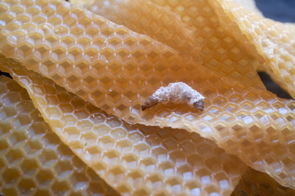 A wax worm, moth larva that eats wax made by bees to build honeycombs, is seen in a laboratory at the Spanish National Research Council