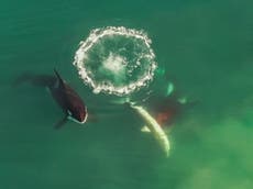 Orcas caught on video hunting great white sharks