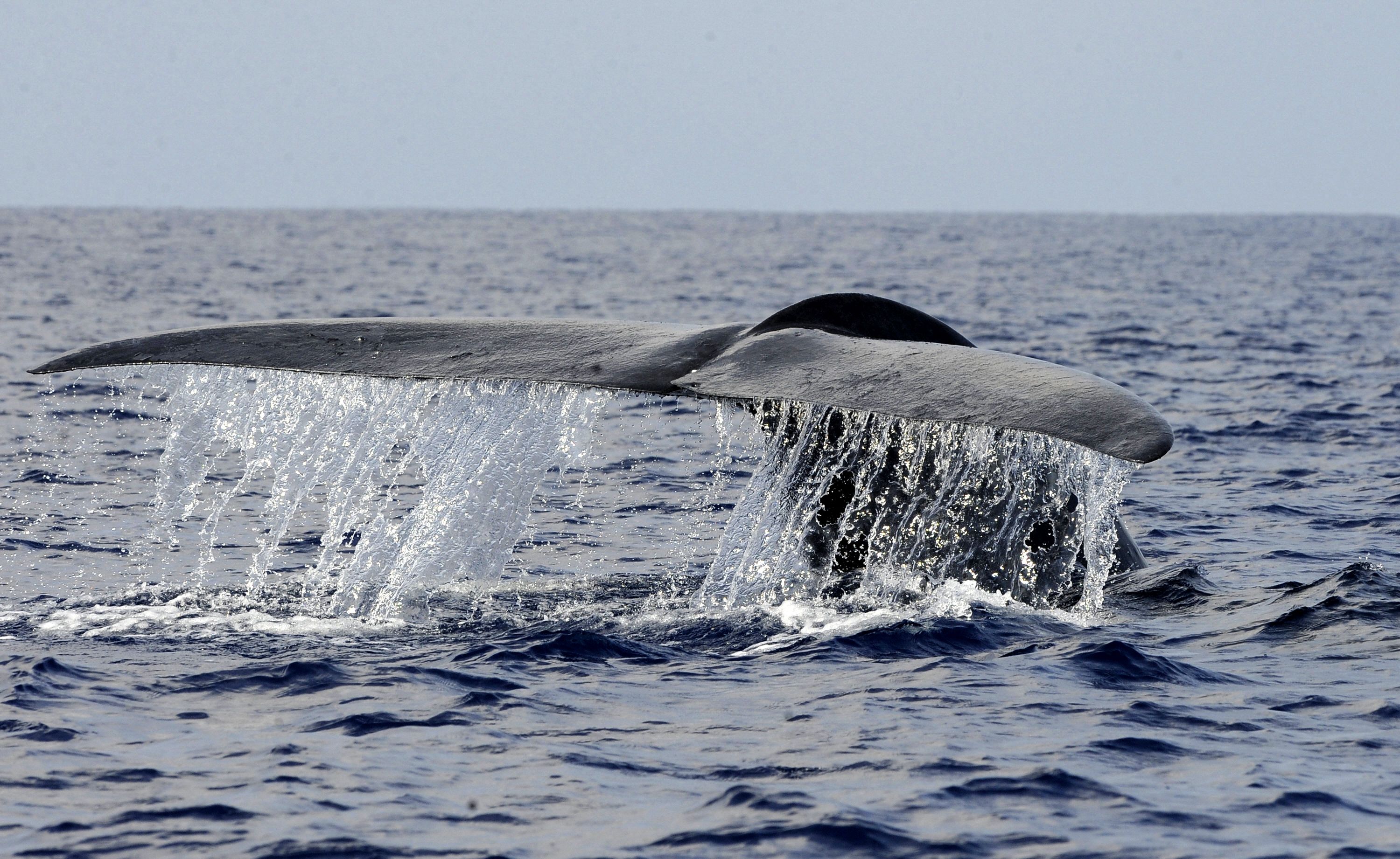 Advanced technologies enabled the team of researchers to measure the whales’ sounds