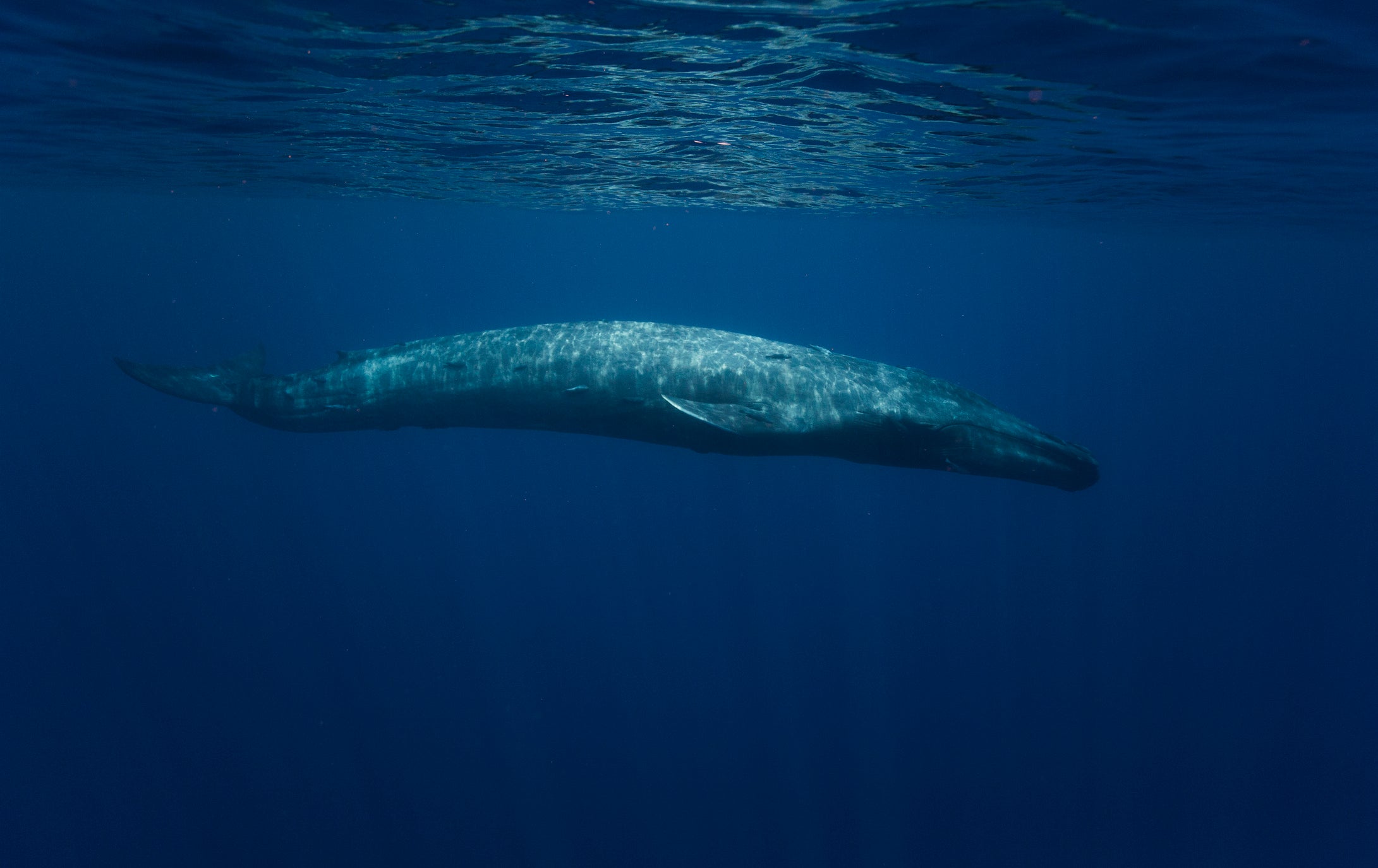 A blue whale