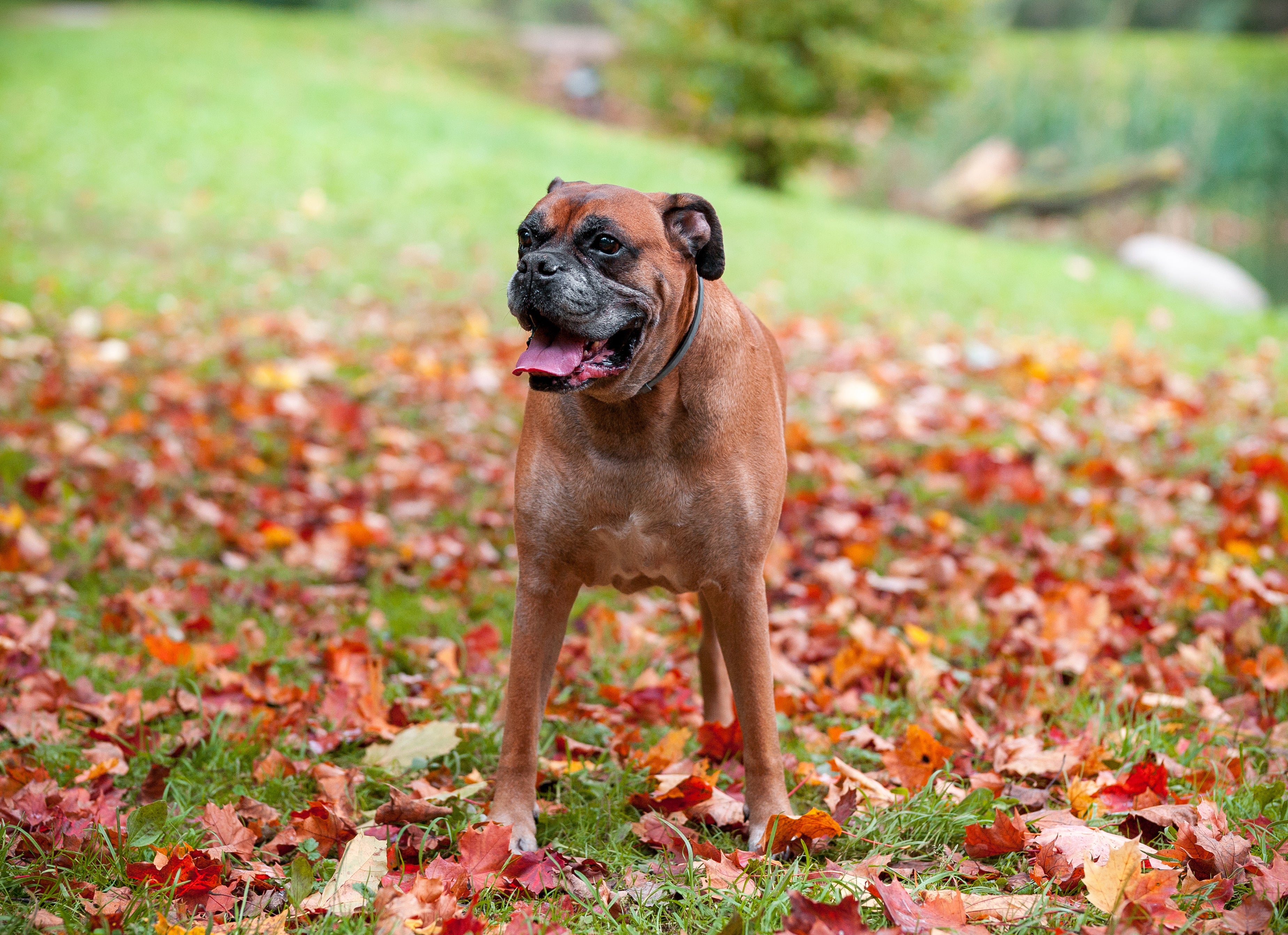 There were more than 2,500 dog thefts in the UK in 2021