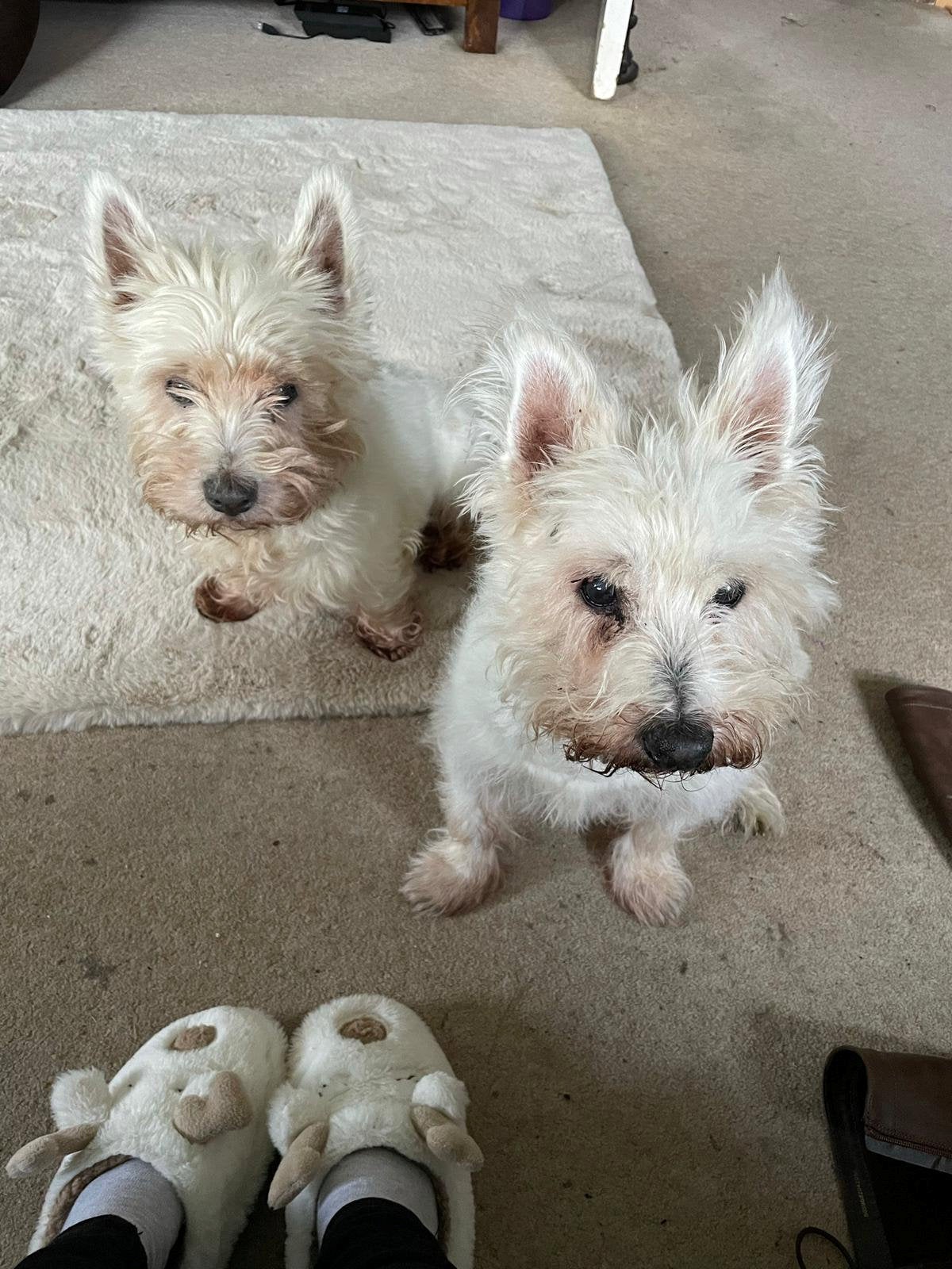 Alfie is pictured beside the family’s second dog Charlie