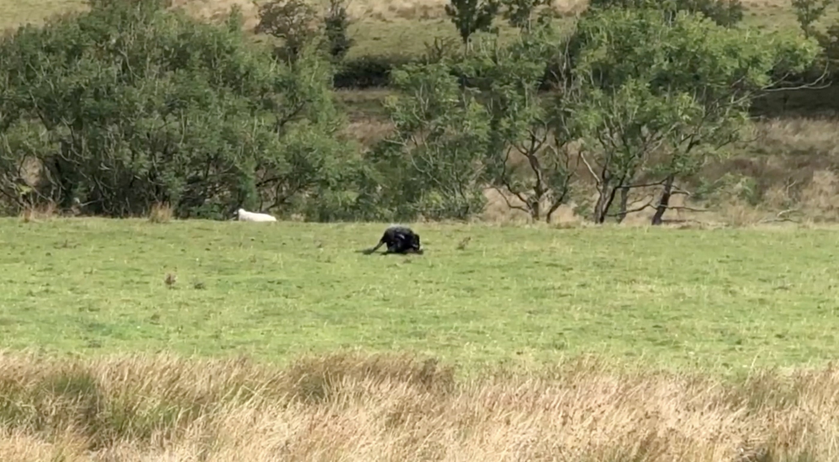 The teenage camper caught the footage on his mobile phone