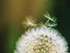 Scientists figure out how to harvest energy from a light breeze